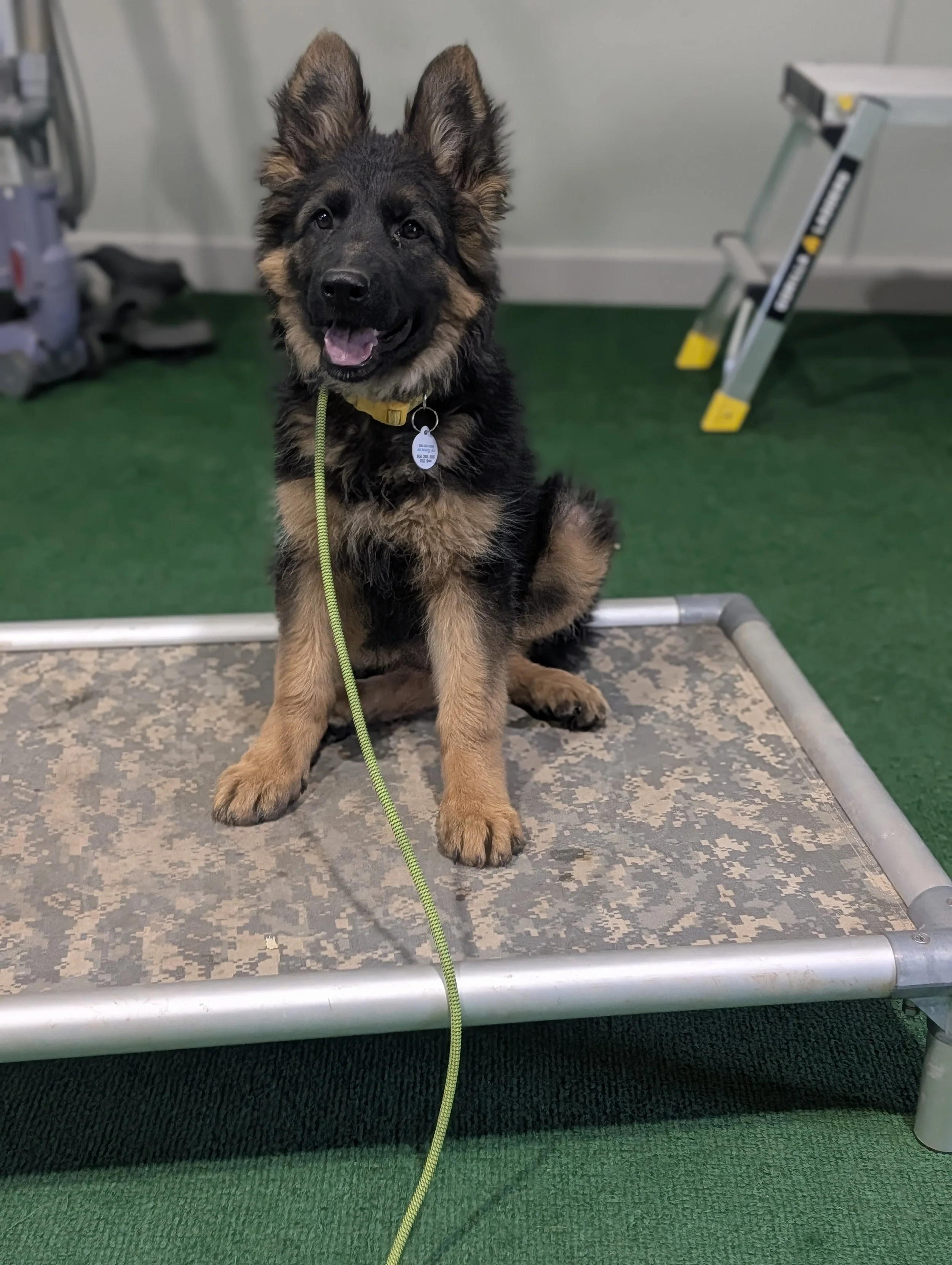 Colorado-Dog-Training
