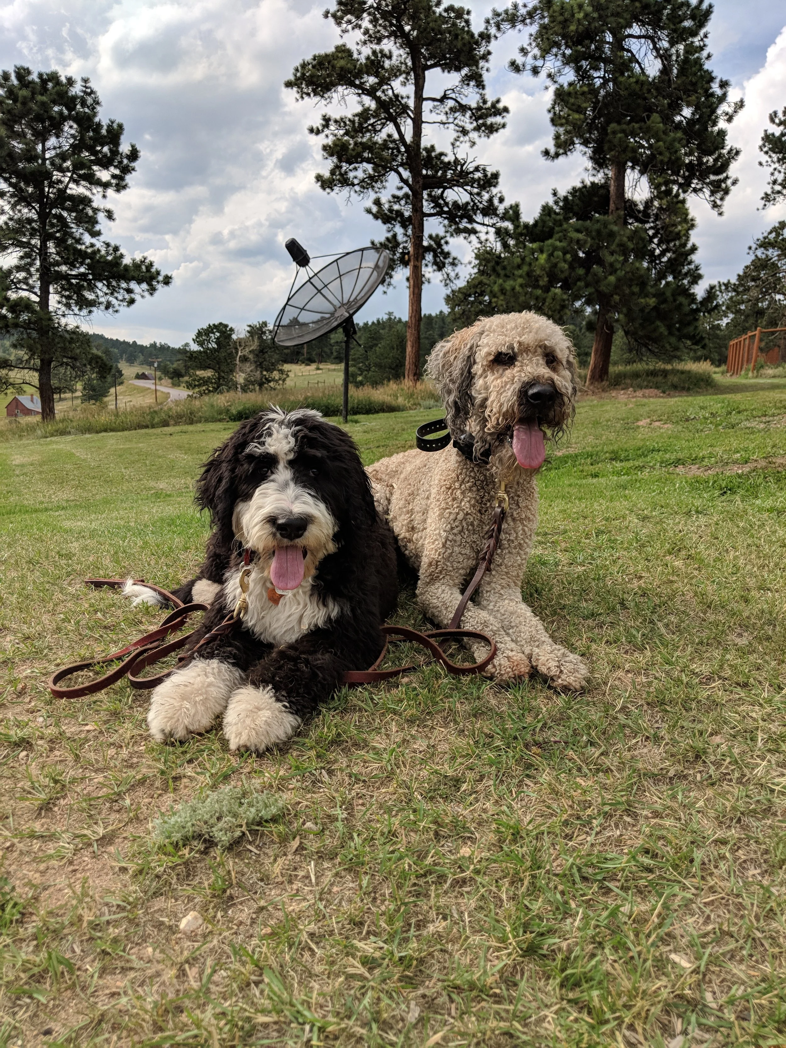 Colorado-Dog-training