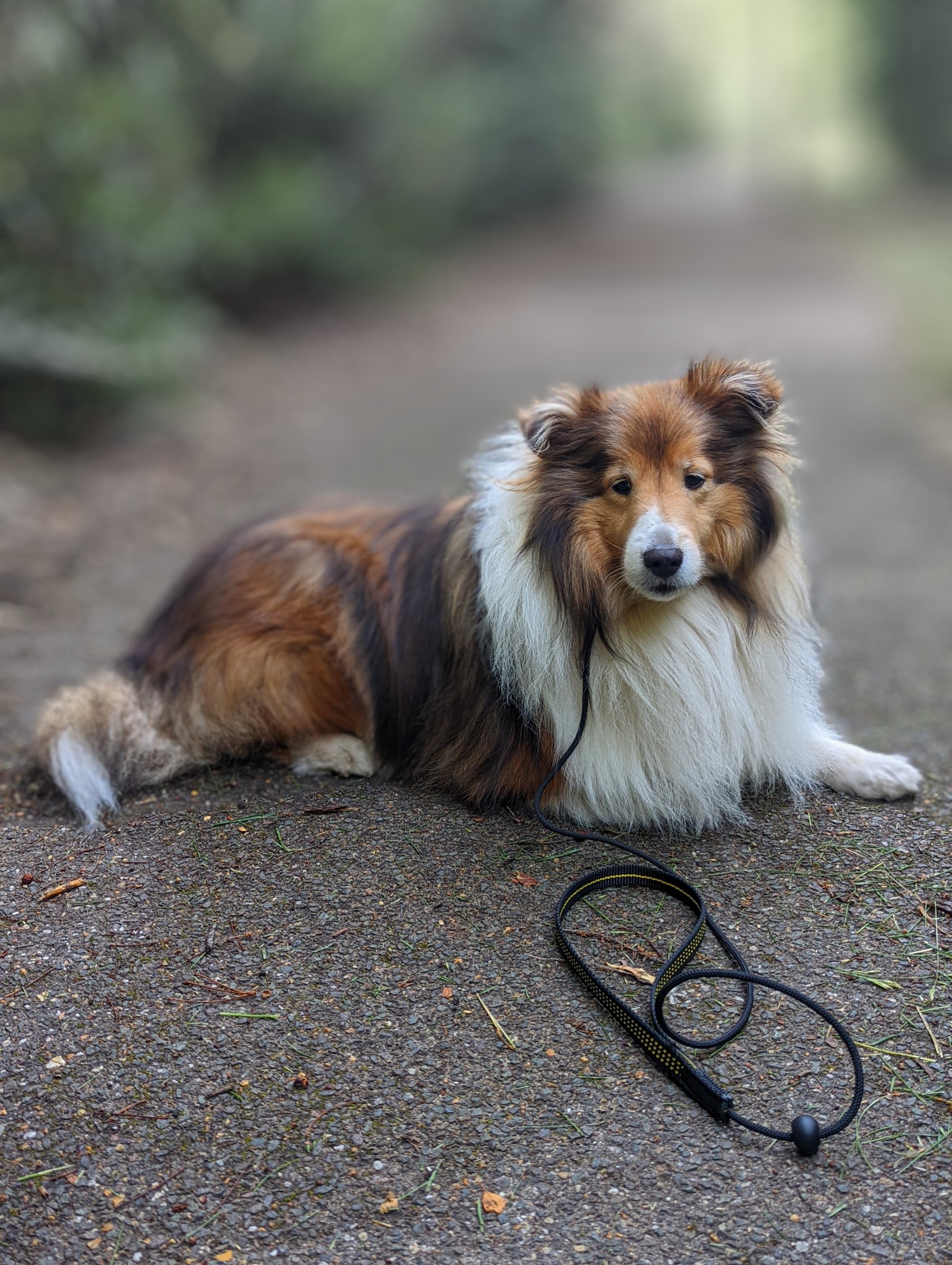 Dog-Training-Colorado