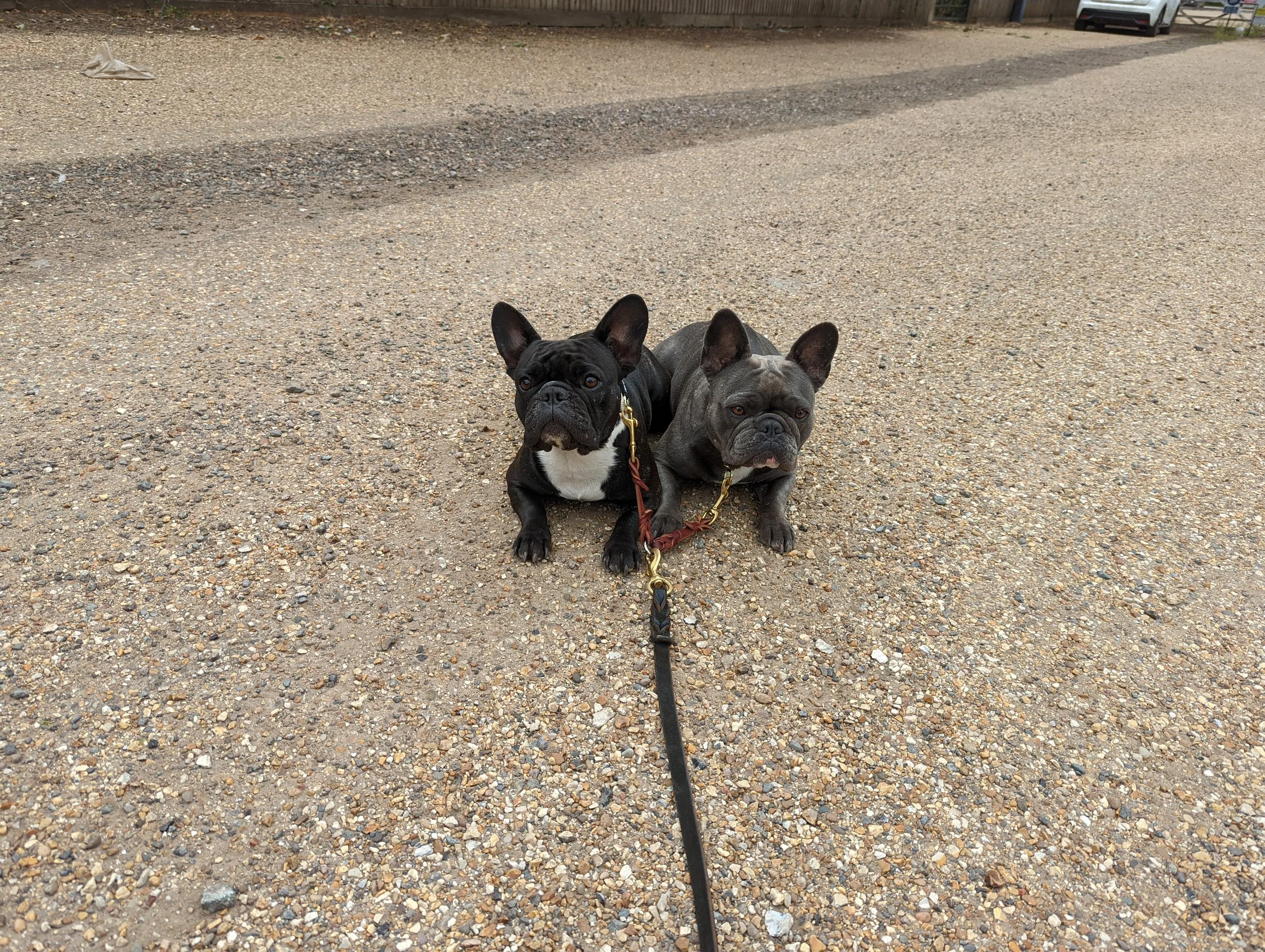 Colorado-dog-training