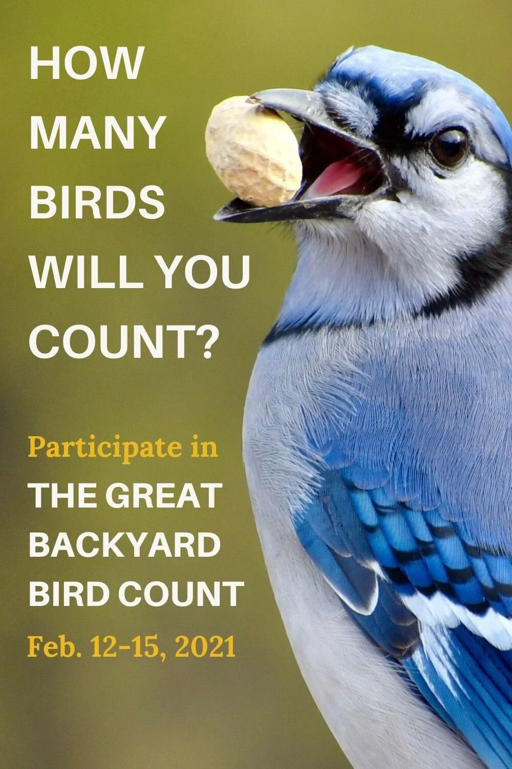 Great Backyard Bird Count WildKind
