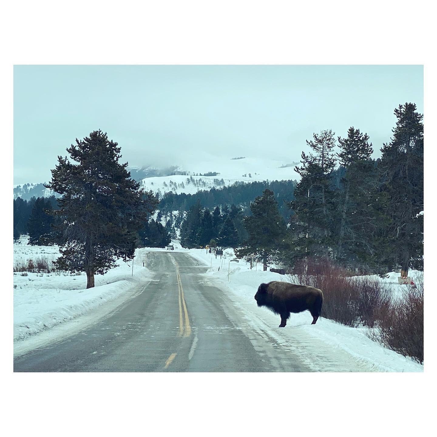 The Wild West, courtesy of Yellowstone National Park. #loveyourmother