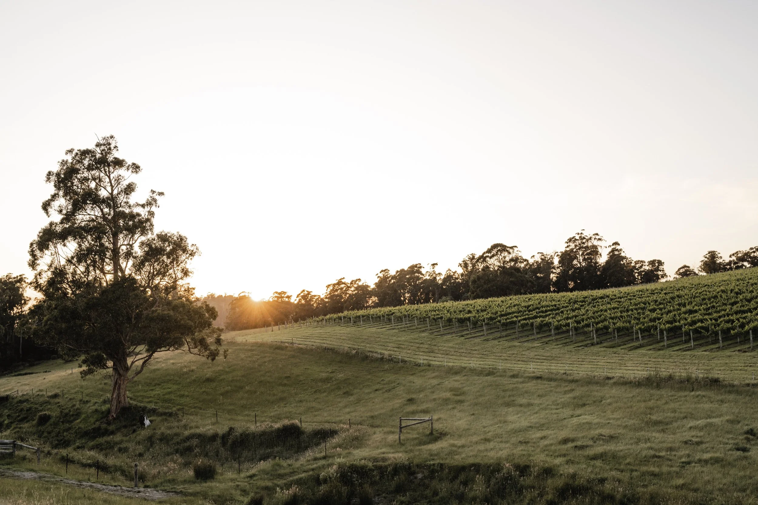 Glendale Vineyard