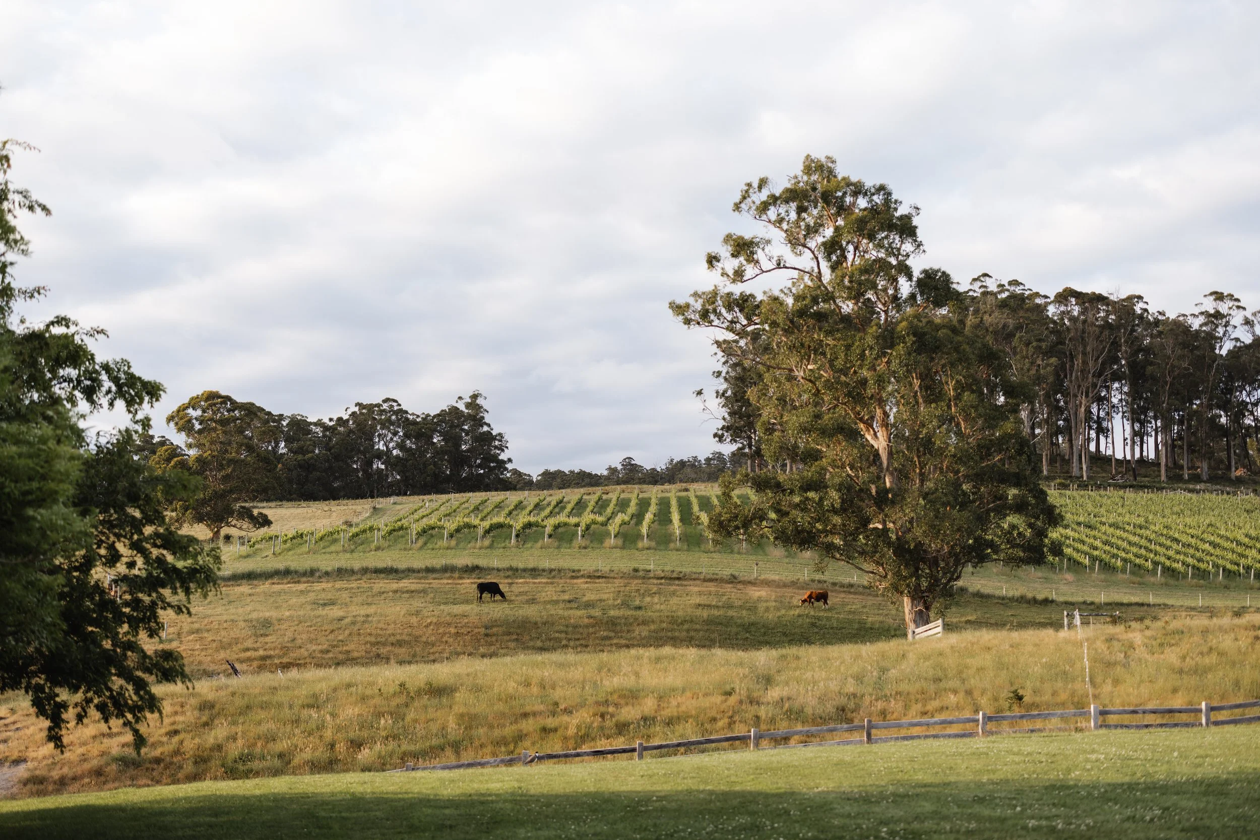 Glendale Vineyard