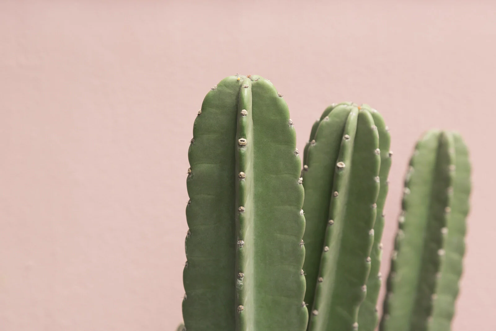 Client Story: Navigate Counselling
