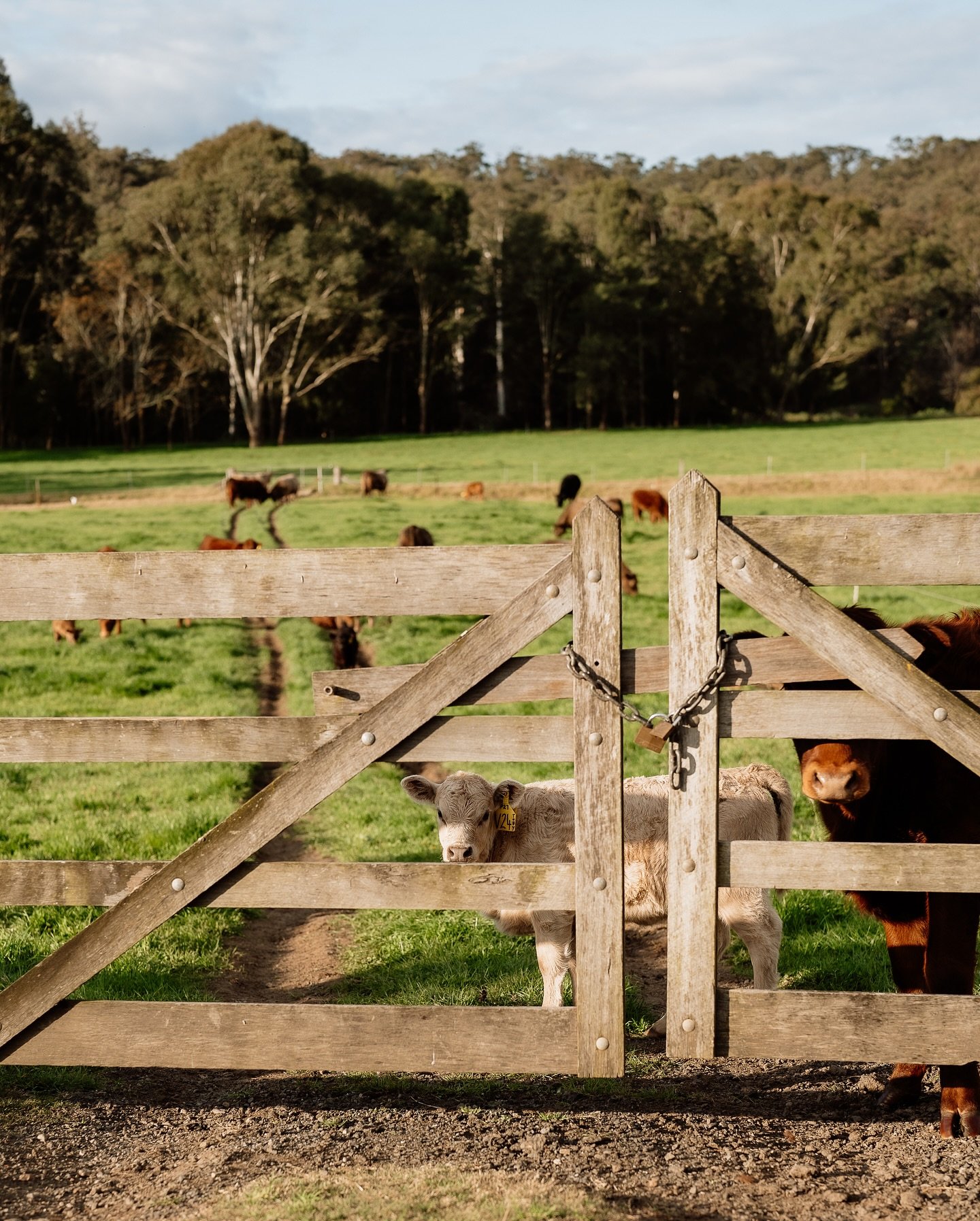 The Brinsley Pastoral Company girls, looking beautiful as always. The cattle are a big draw card for our couples. The guests at Lilburndale are always amazed at the sheer size of our bulls.
Come visit us for a viewing for your own glimpse of these in