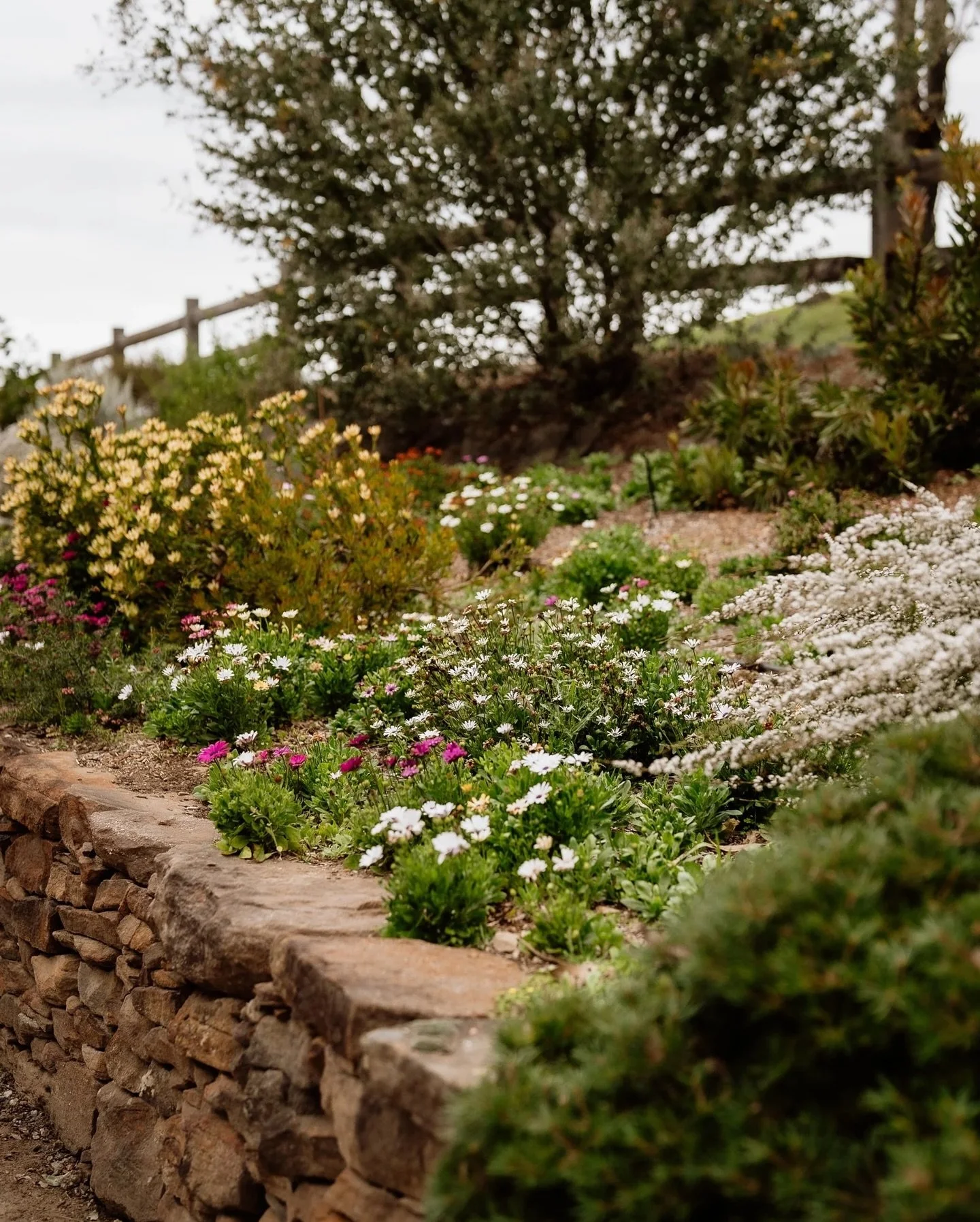 This is what we call our &ldquo;Nearly Native Garden&rdquo;. Situated behind The Folly, we find so many guests wander over here to take photos, amazed at the range of proteas and beautiful birdlife. It&rsquo;s looks a little fuller these days with a 