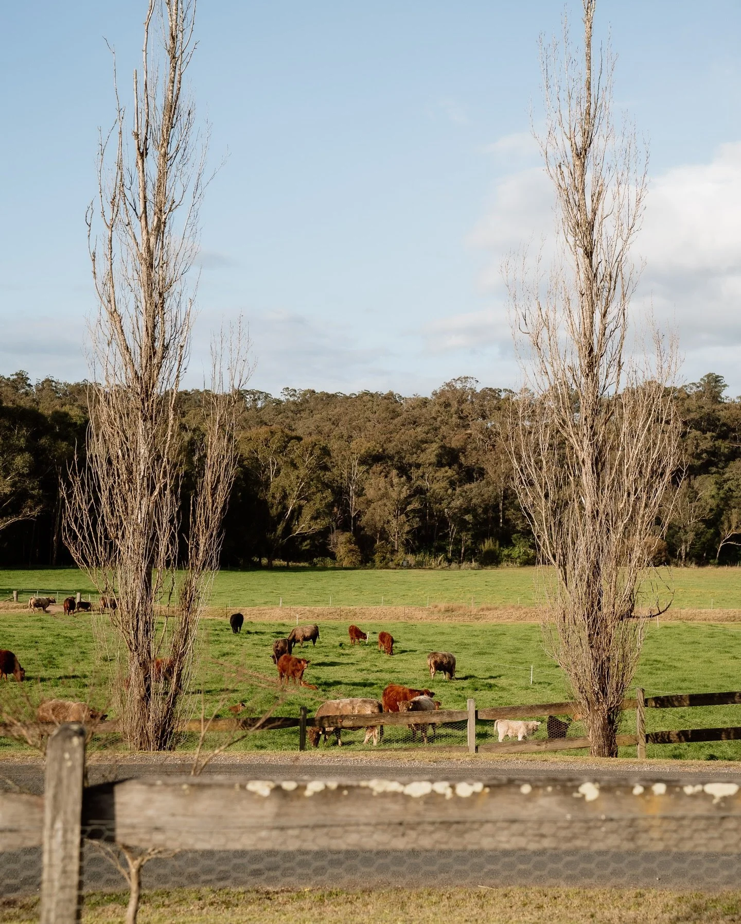 Folks love the cattle as much as they love the ceremony and reception spaces at Lil. No matter where you are on Lilburndale you&rsquo;re sure to see some beautiful cattle. And if you&rsquo;re lucky you&rsquo;ll get them in the background of your wedd