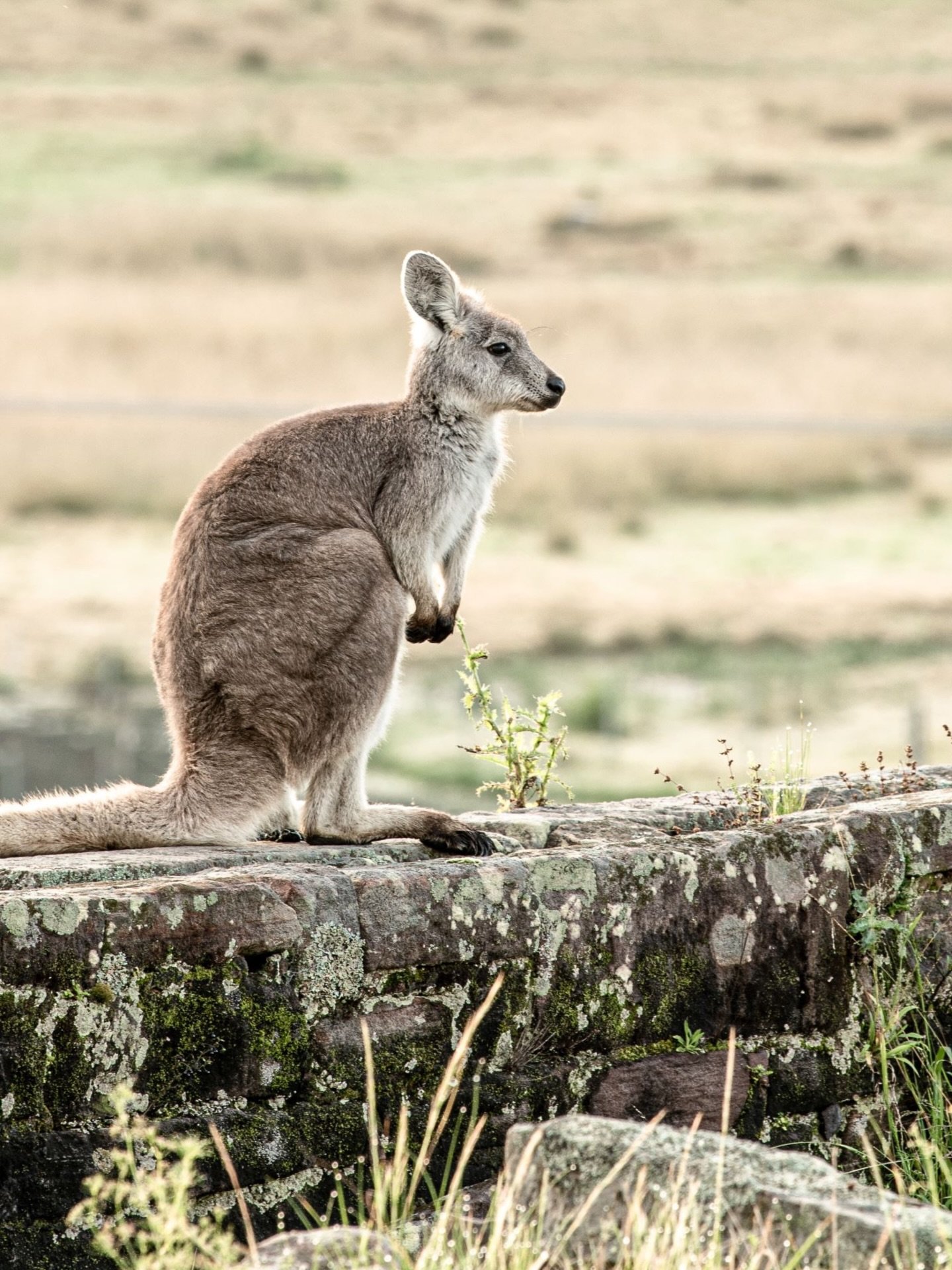 There&rsquo;s so many things to love about Lilburndale. One of the things that folks really seem to connect with is how surrounded we are by wildlife and nature. From young to old, we get requests for the cattle to be in paddocks surrounding our cere