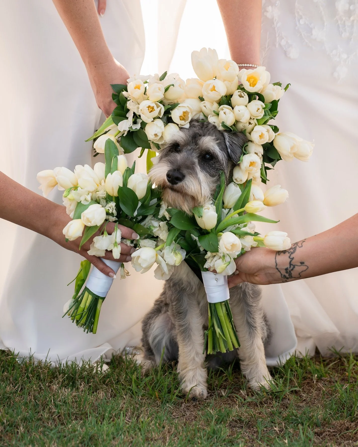 Amy &amp; Blake&rsquo;s doggo Morty was born to shine. Incorporating your nearest and dearest sometimes includes your little best buddy. Photos like this will forever be a beautiful reminder of how lucky we are to have our pets 

#weddingvenue #weddi