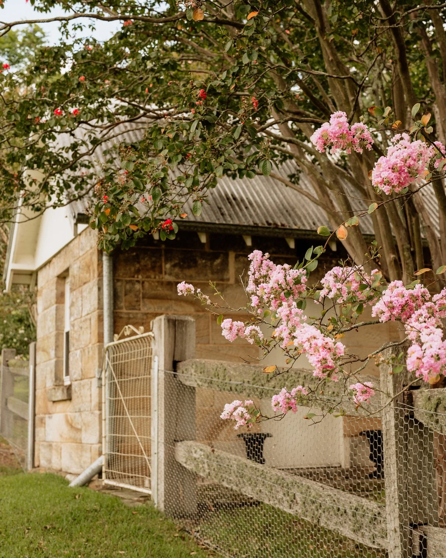 Capturing the crepe Myrtle&rsquo;s in front of The Creamery before they cover the ground in an ocean of pink petals. The prettiest picture 🌸🩷