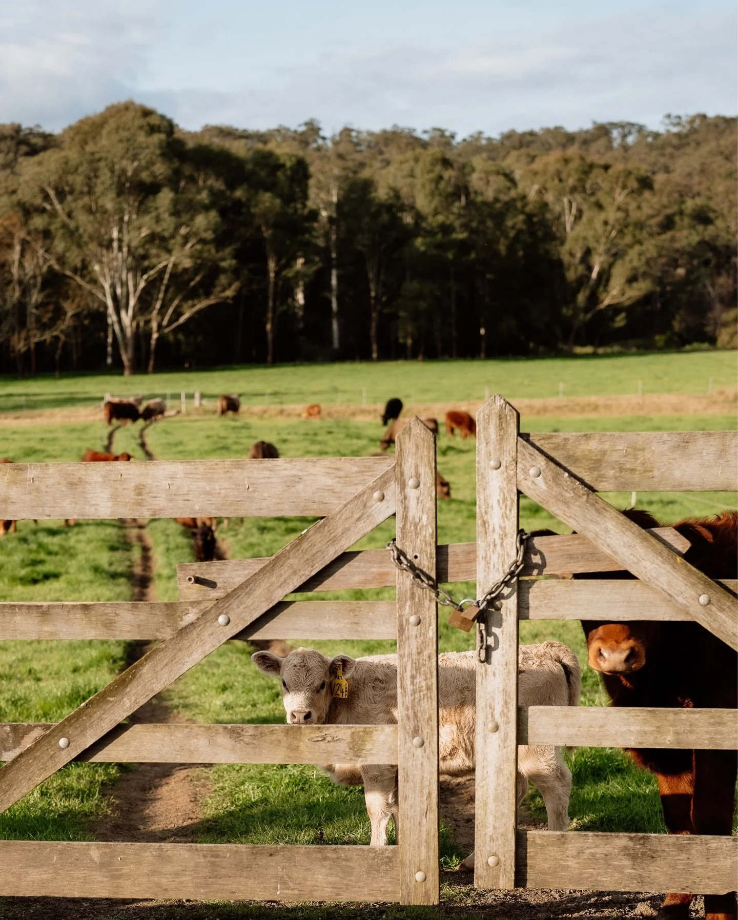 It&rsquo;s calving season everyone! 
We have lots of new little calves running around Lilburndale at the moment, if you&rsquo;re lucky enough to be attending a wedding with us in the coming weeks you&rsquo;ll be able to see them for yourselves 🐮🐮🐮
