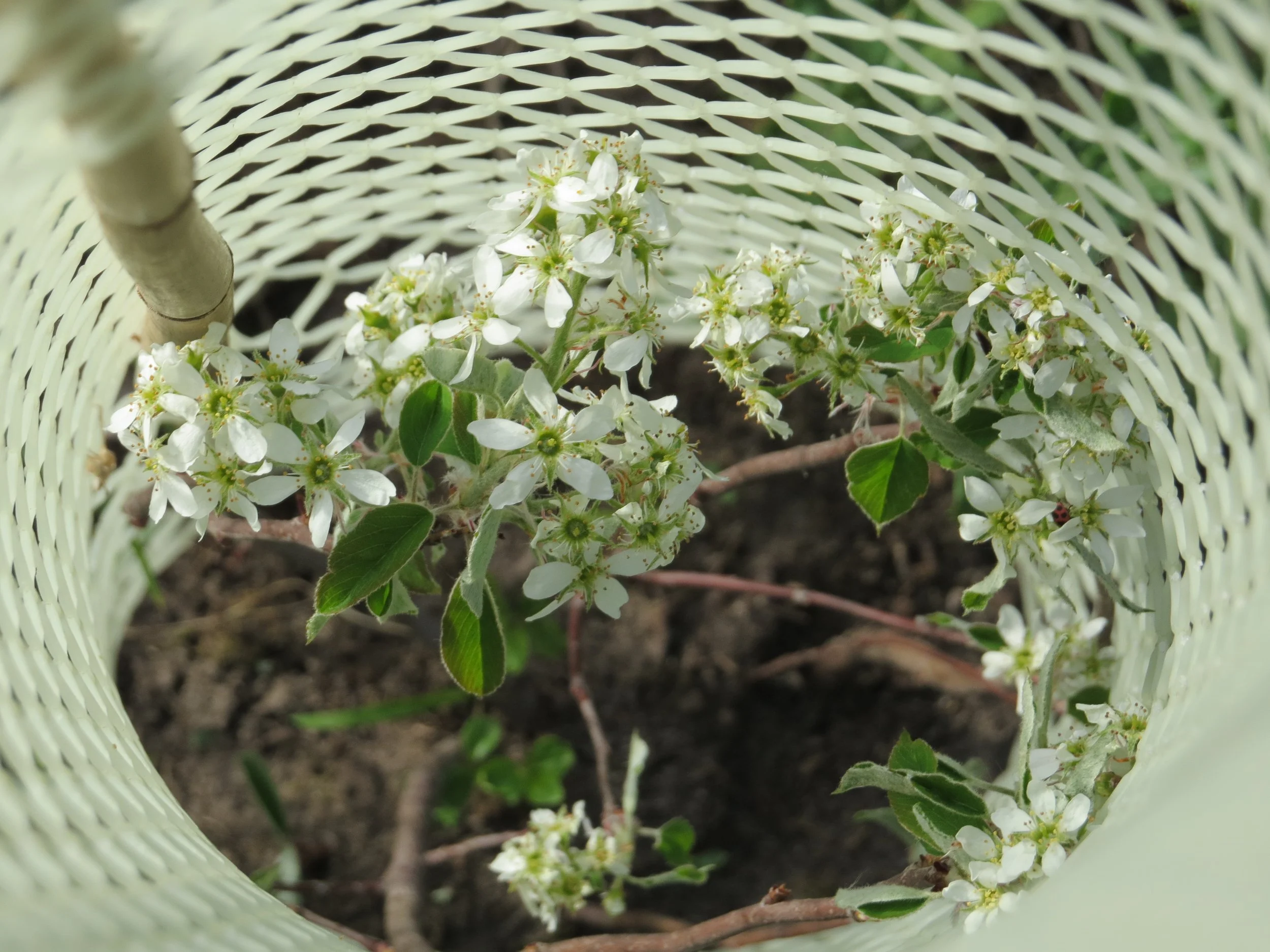 Serviceberry IMG_0283.JPG