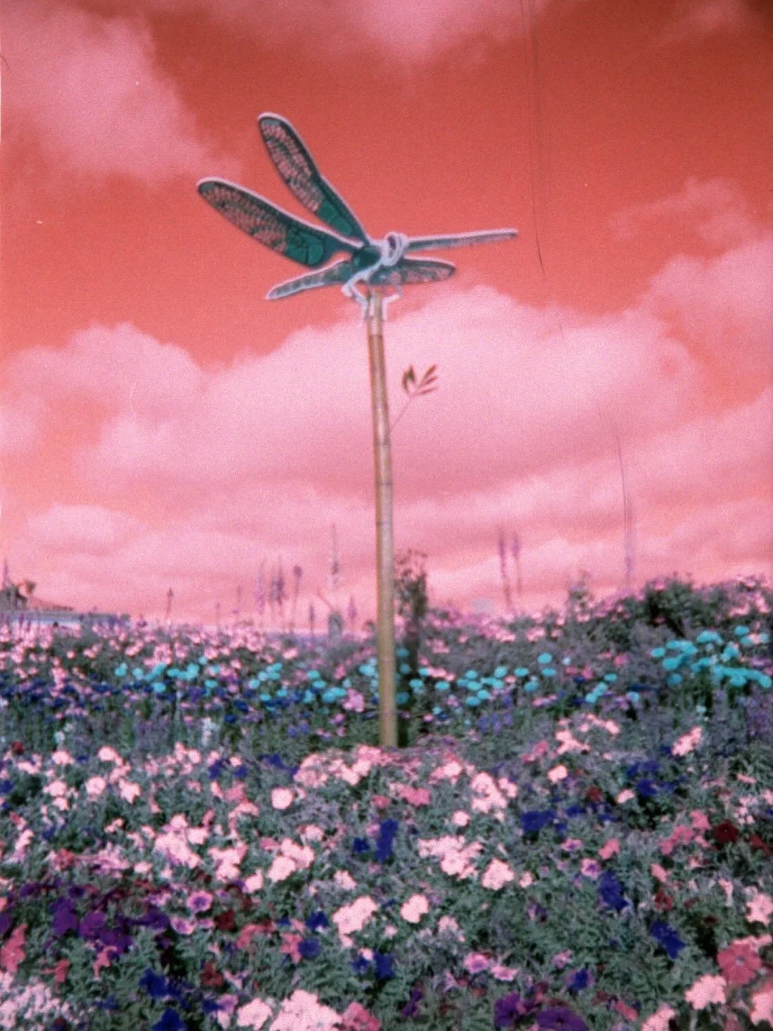 a couple of my favorite film photos that i made into riso prints 🖼️ 

shot on @lomography lomochrome turquoise and @bkifi_films confetti 🎉 🎞️

printed by @punchkisspress!! 

#filmphotographic #experimentalfilmphotography #risoprint #risograph