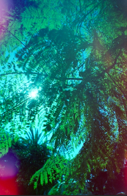 peeking thru poster print