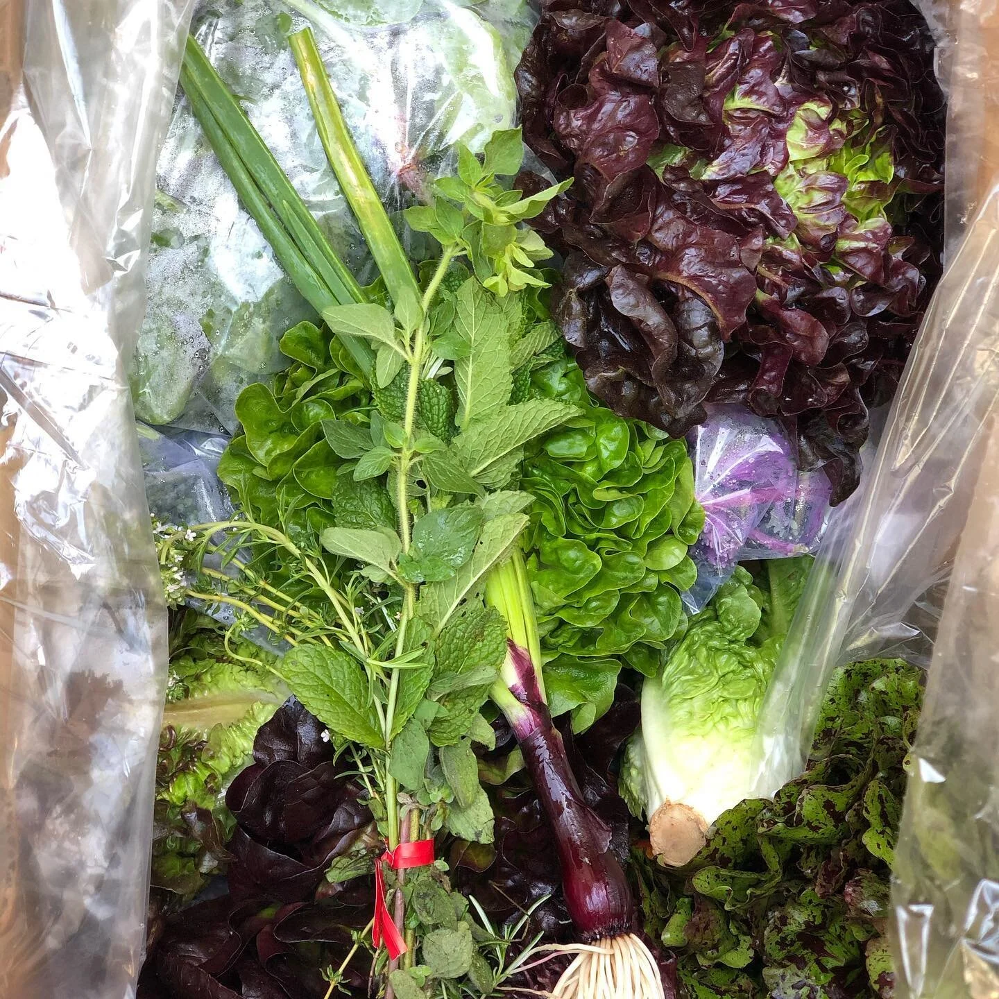 The importance of good nutrition and healthy eating cannot be overstated ~
B I G thank you to @the_garden_of_ 
#soundbodysoundmindsoundsoul #nofilter #mfm #pregnancy #perinatology #prenatalcare 
#covid19 #pandemic #pregnancyduringpandemic #lifestyle 