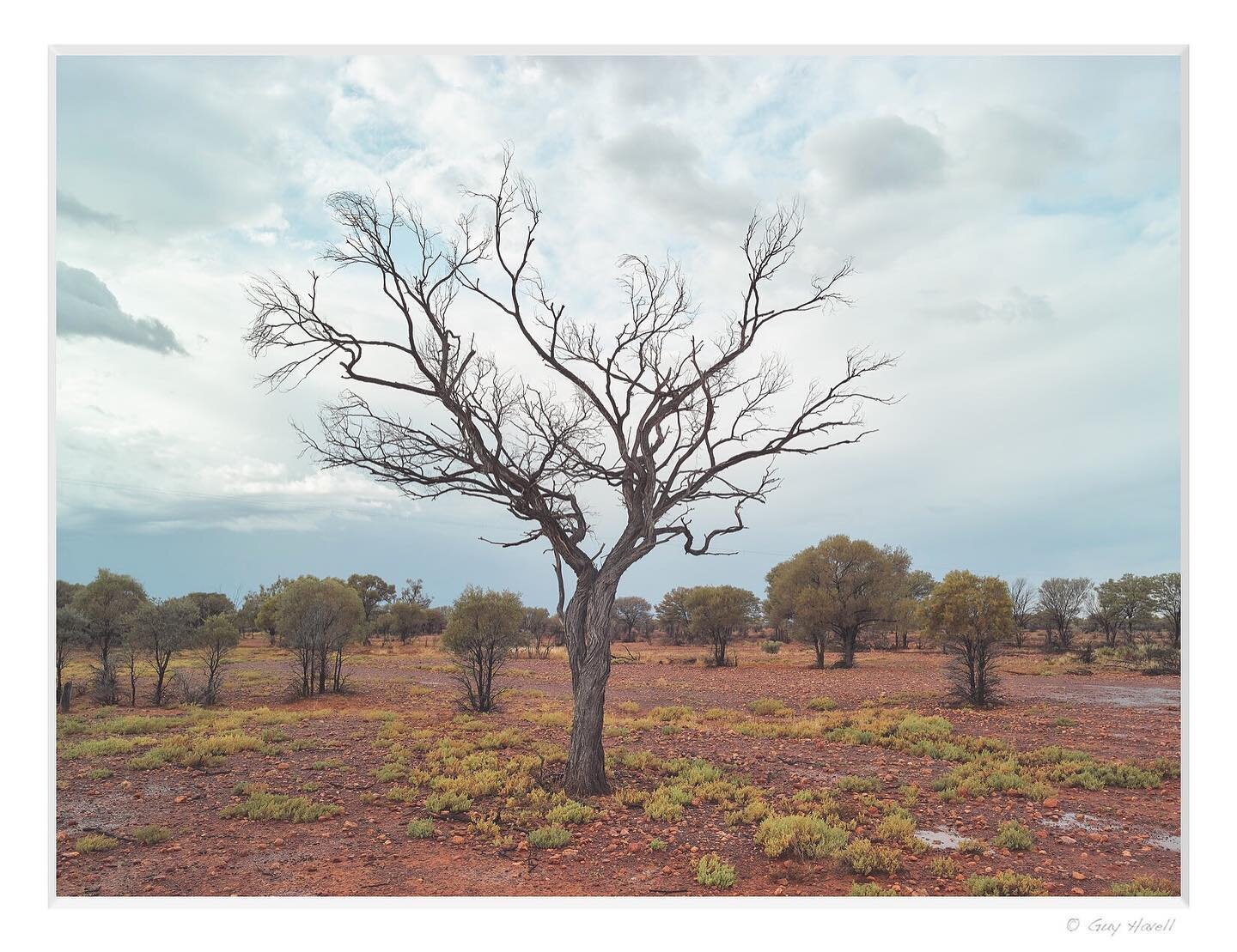 Quilpie, Queensland. 

#australia #qld #outback #outbackaustralia #travel #roadtrip #naturephotography #lonetree #landscapephotography #australiantraveller #queenslanders  #trees #mediumformat