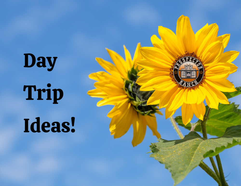 day-trip-ideas-for-your-september-airbnb-stay-prospector-ranch