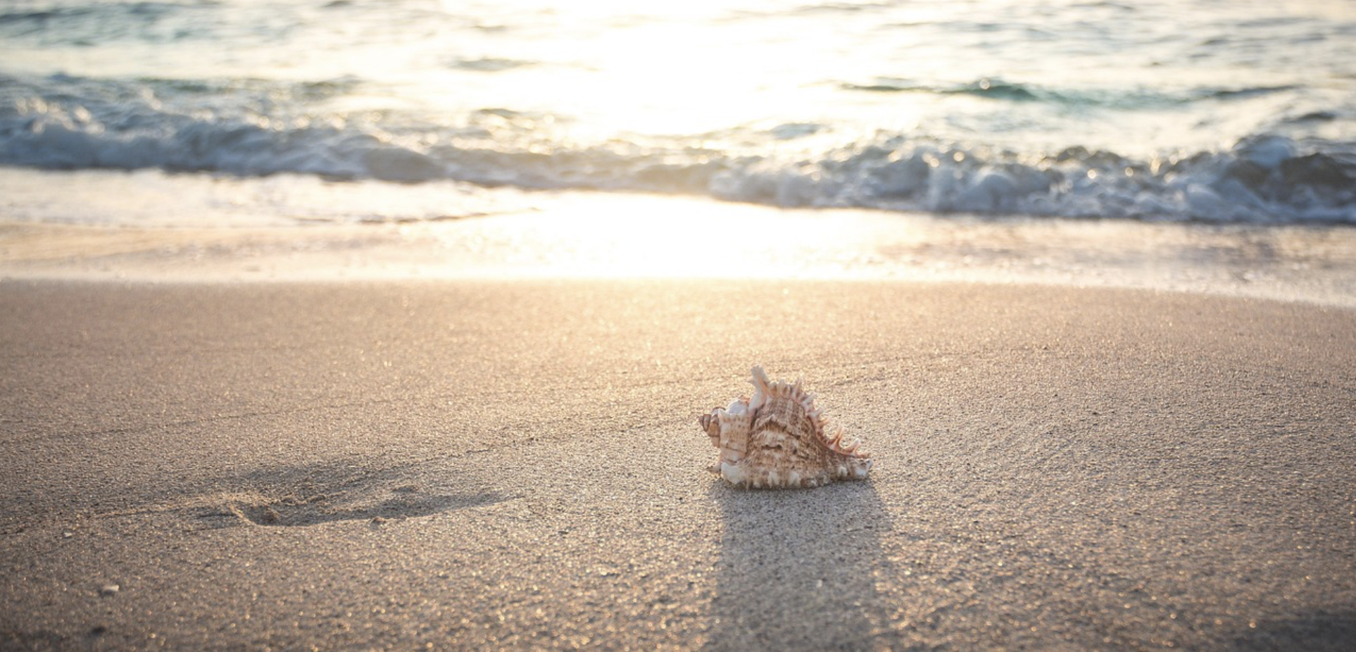 A seashell sitting on the sand on a beach.