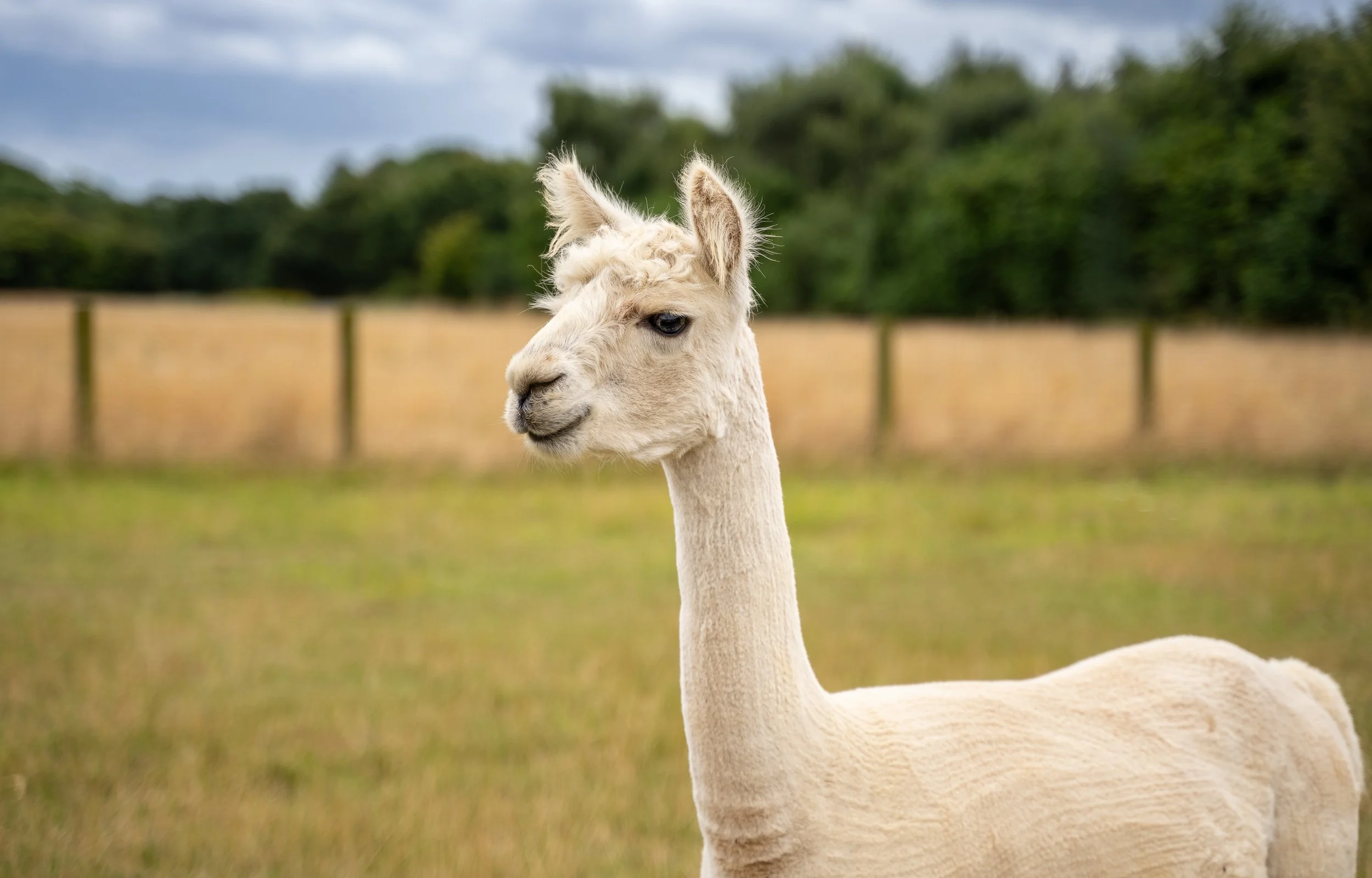 Pink Pig Farm_North Lincolnshire_Summer_2024_ (18).jpg