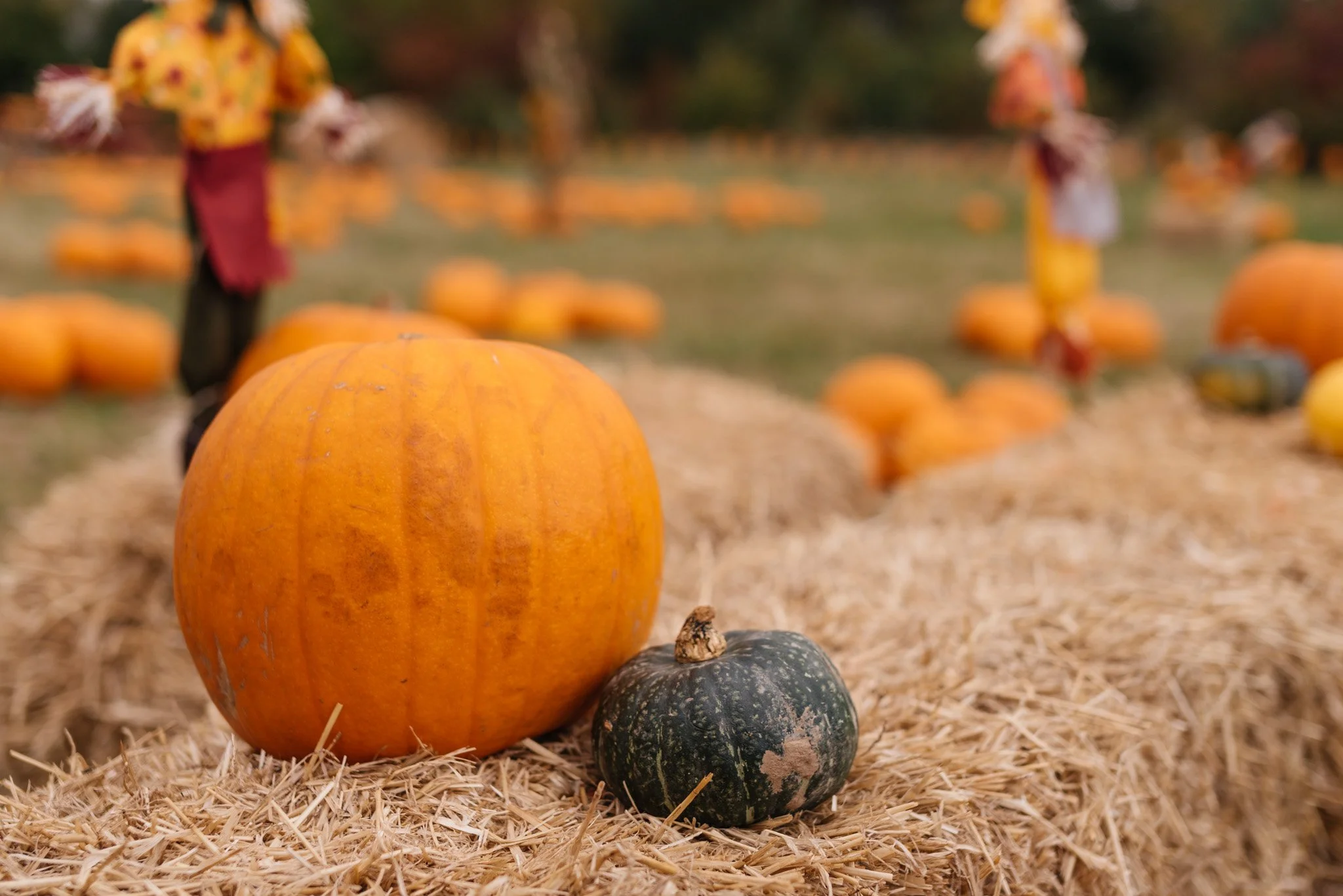 General 2 The Pink Pig Farm general-2-the-pink-pig-farm