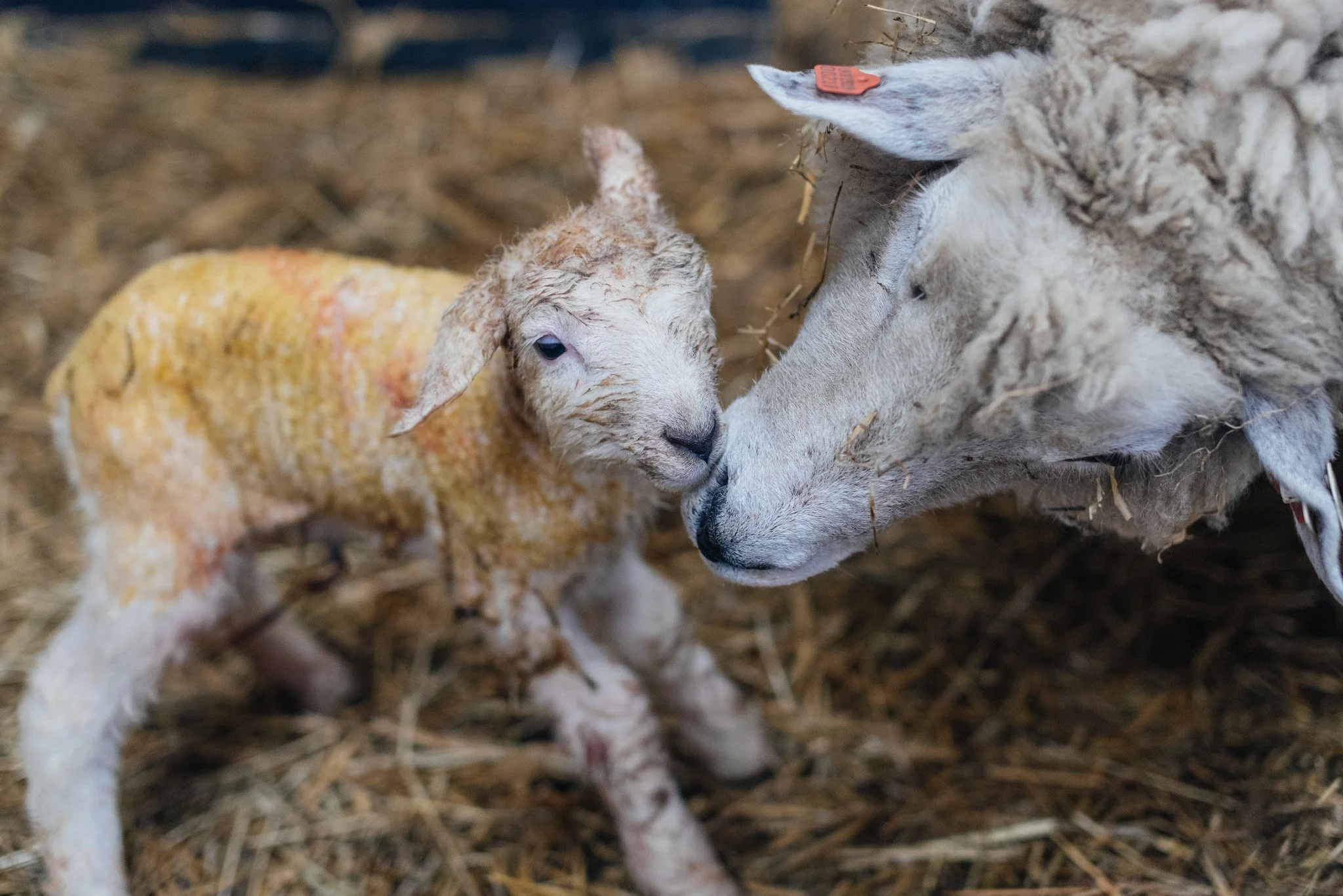 220331_annarachelphotography-lowres-73395 (1).jpg