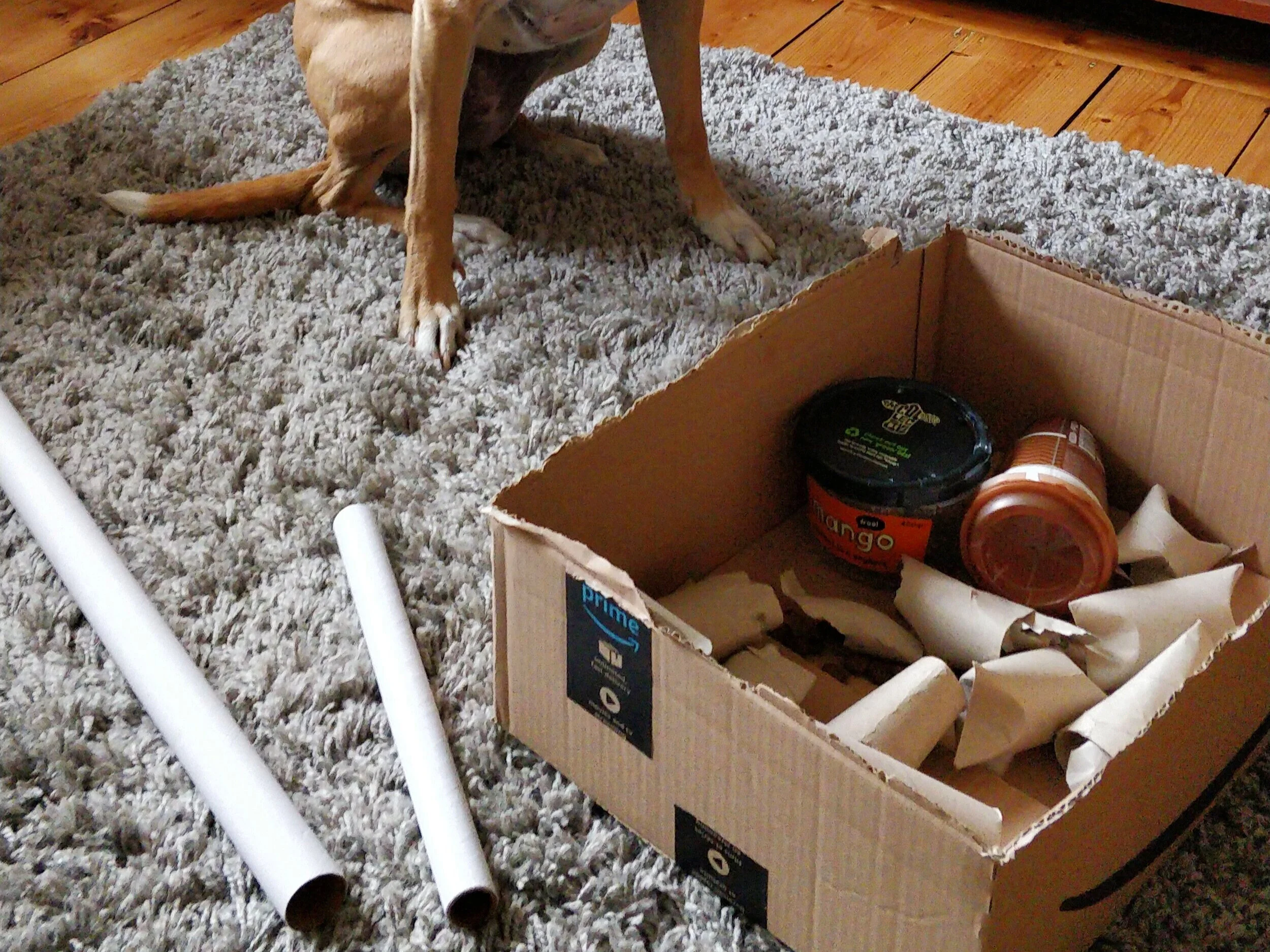 Dog advice on training, food, stimulation, fun activities etc