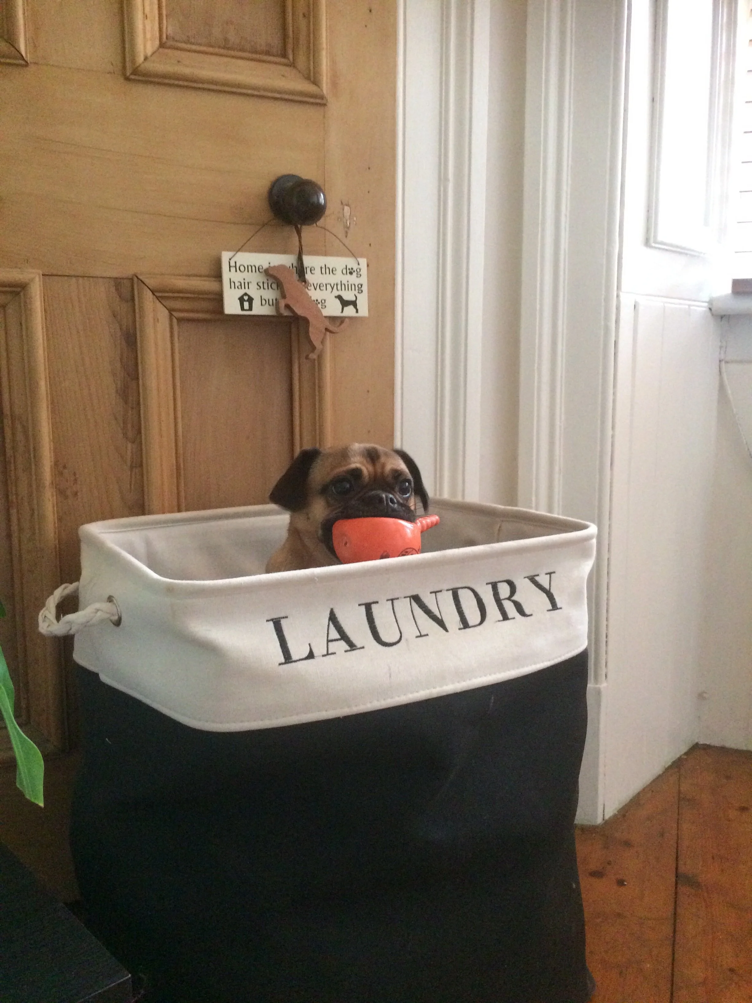 Dog advice on training, food, stimulation, fun activities etc