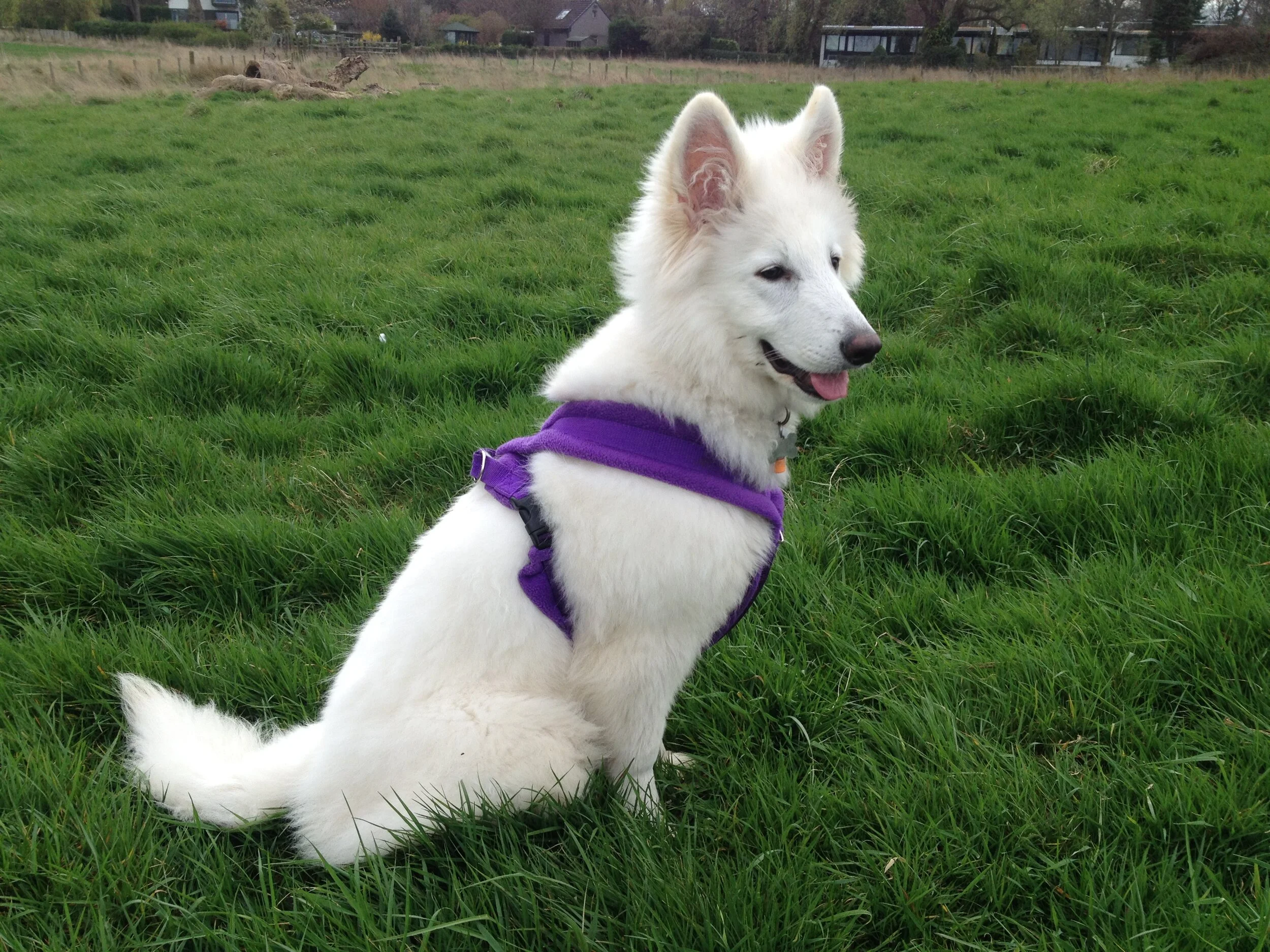 Puppy Training in Edinburgh with a Behaviourist Understanding Dogs