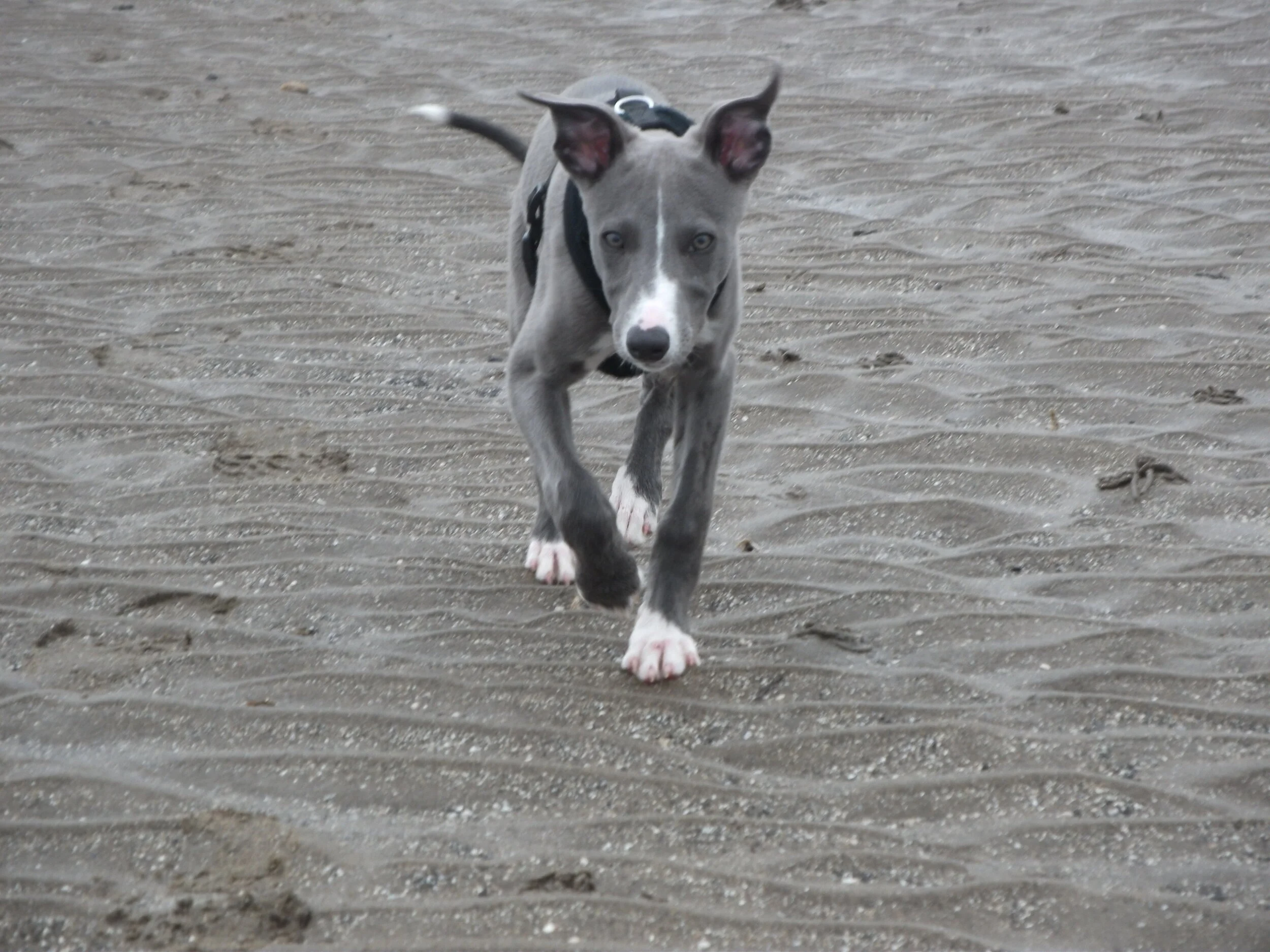 Puppy Training in Edinburgh with a Behaviourist Understanding Dogs