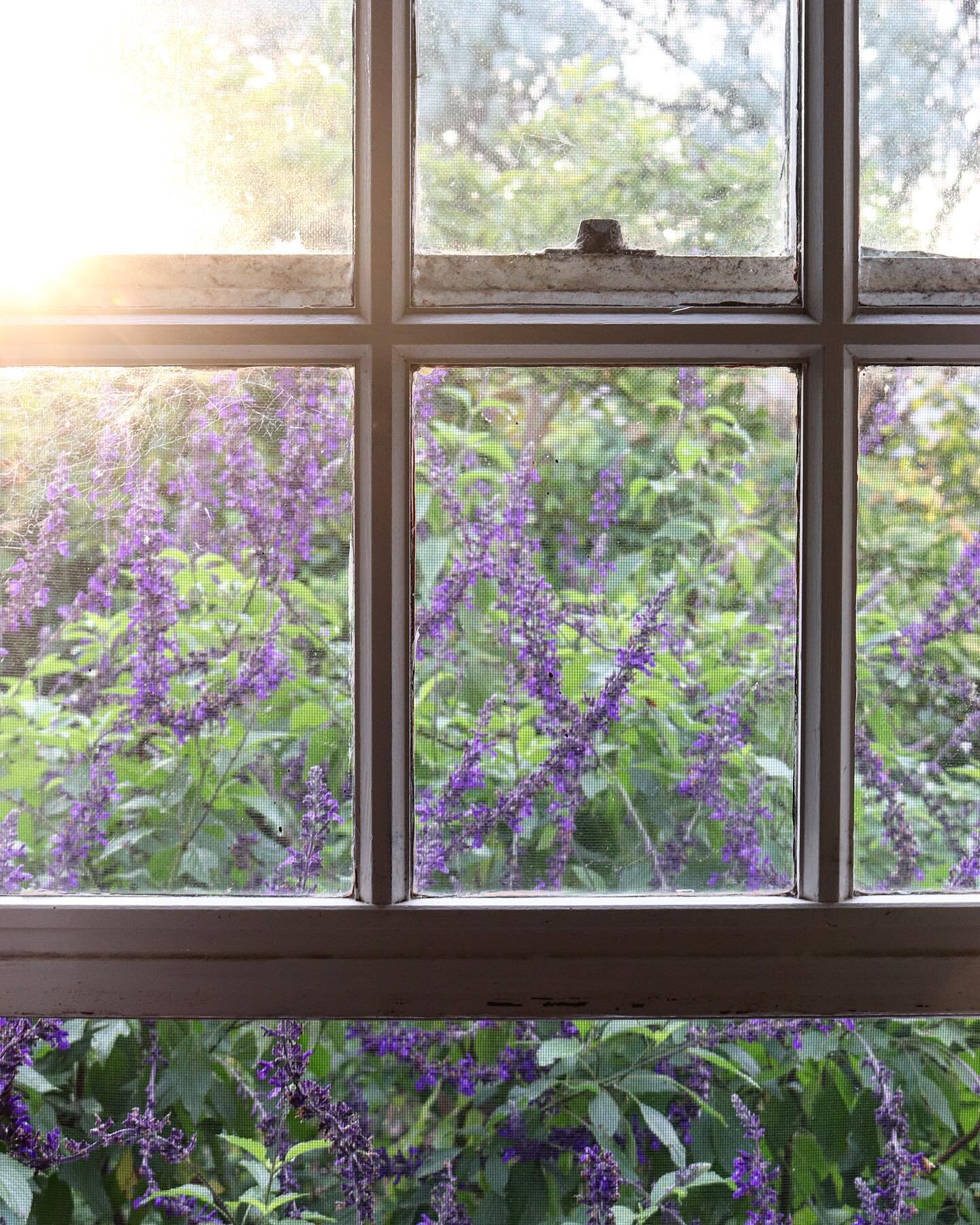 Autumn is crisp air, soft sunlight and mountains of salvia. Wake up to this view when you sleep in the bedroom off the dining room, with the little old door. Autumn is here is just magic.