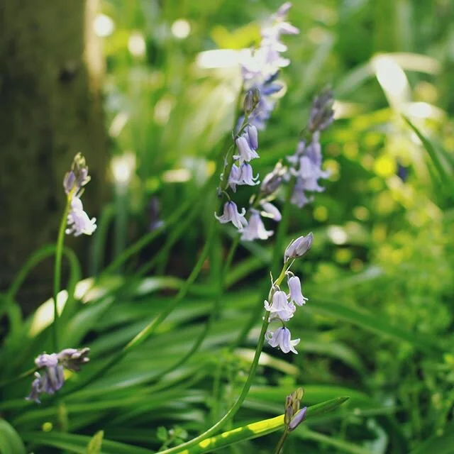 &bull; i am more connected to nature than ever. this has a lot to do with altering my life to answer to the planet and her needs. on this journey, i found myself learning more about the flora and fauna surrounding me; knowing their names make them mo