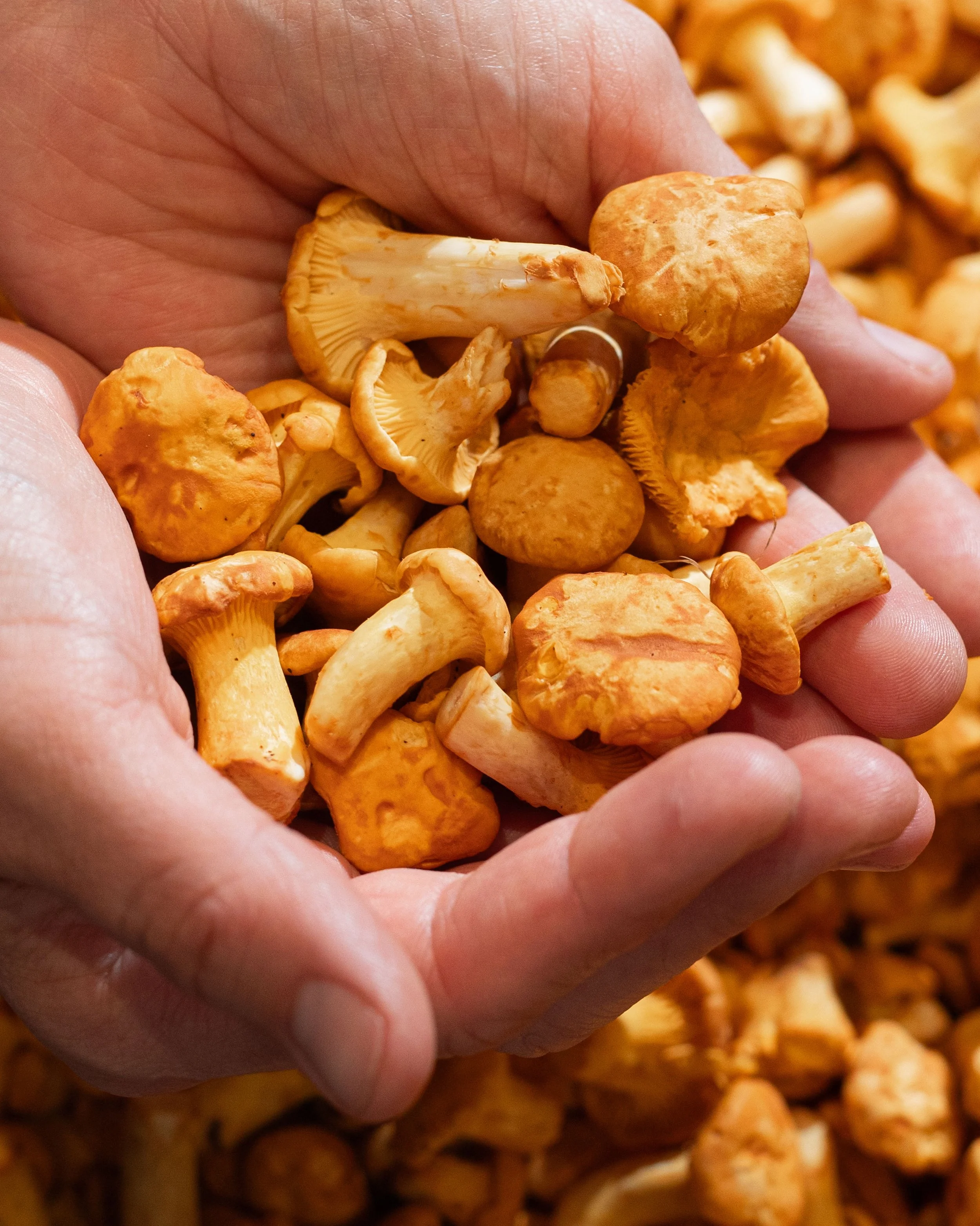 Hands holding a handful of orange wild mushrooms