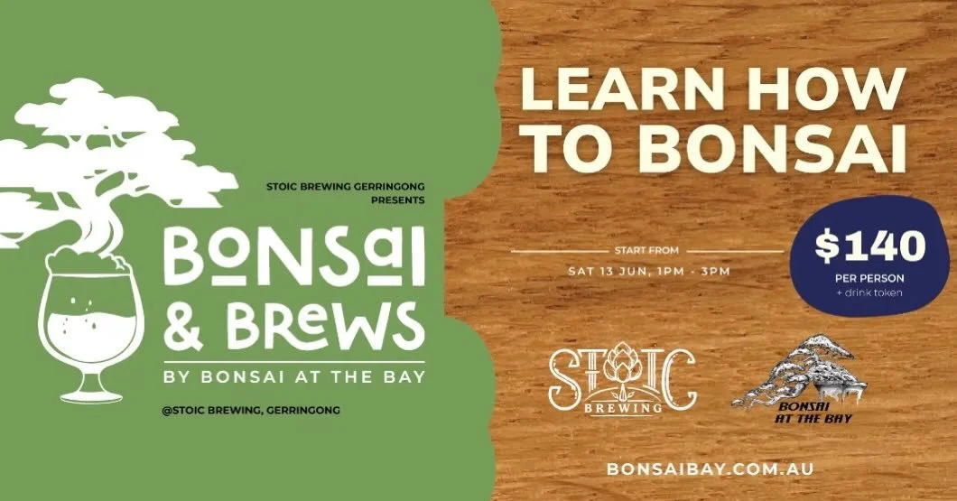 Bonsai &amp; Brews at both our taprooms coming soon! Learn how to Bonsai while enjoy delicious @stoicbrewing beers! Follow the links to book your tickets! 

https://fo05e.r.ag.d.sendibm3.com/mk/cl/f/sh/SMK1E8tHeFuBo0WjjODj9S8xfHXE/rsnhCdC3GFlM 

http