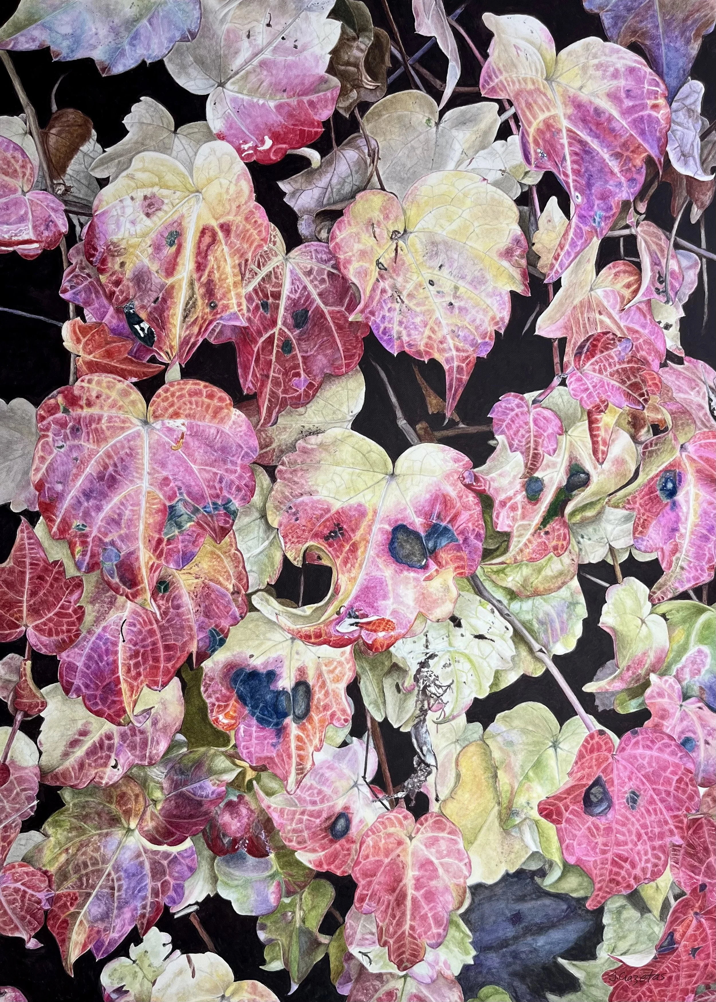 Virginia Creeper 4
(600 x 430 mm)