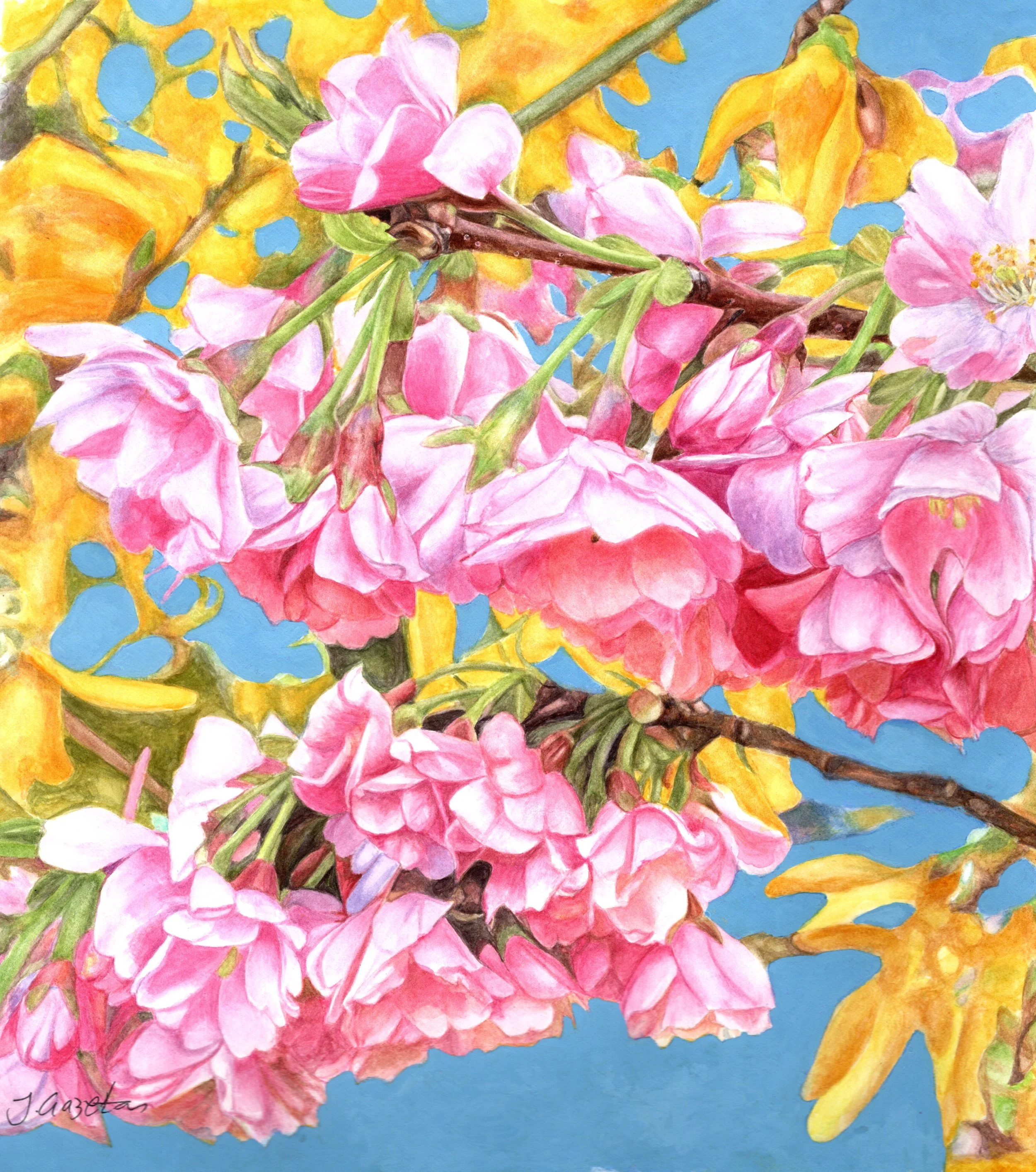 Cherry and Forsythia
(330 x 290 mm)