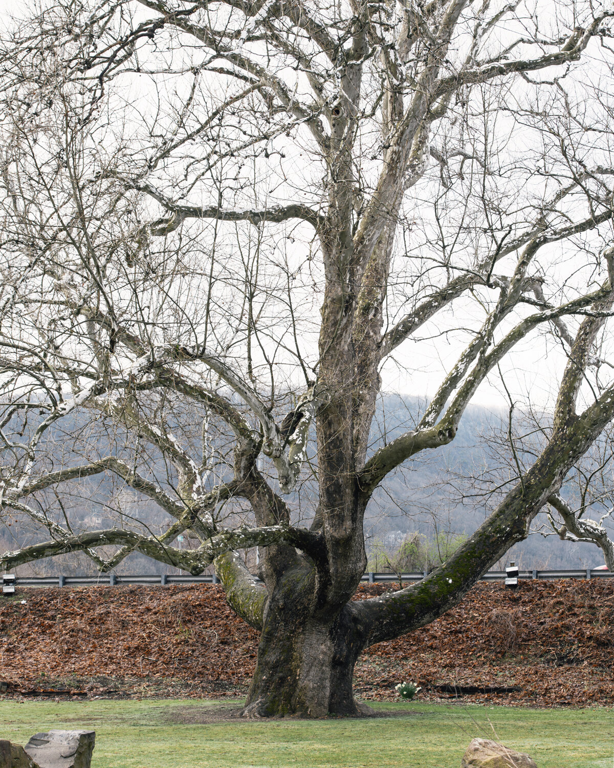 Pinchot Sycamore