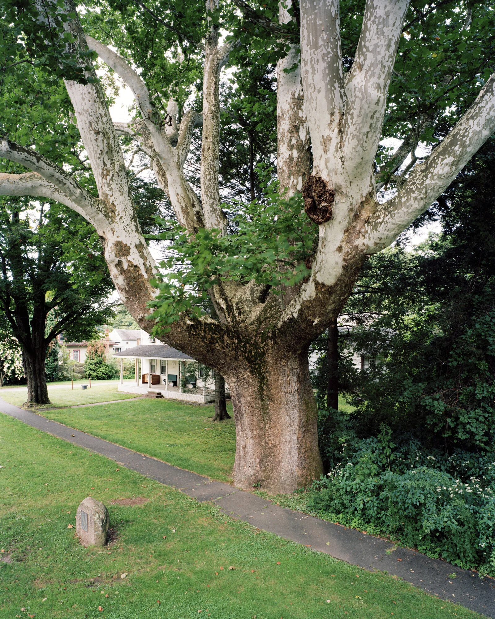 Buttonball Tree