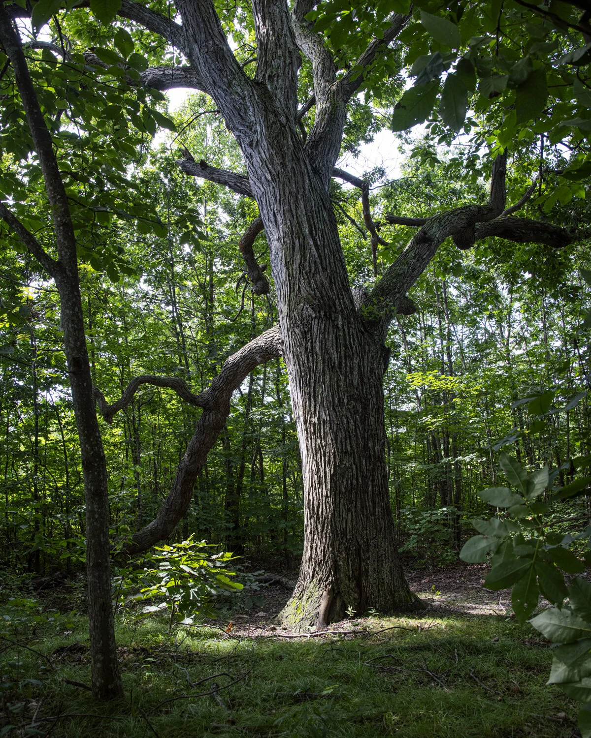 Adams Point Shagbark Hickory