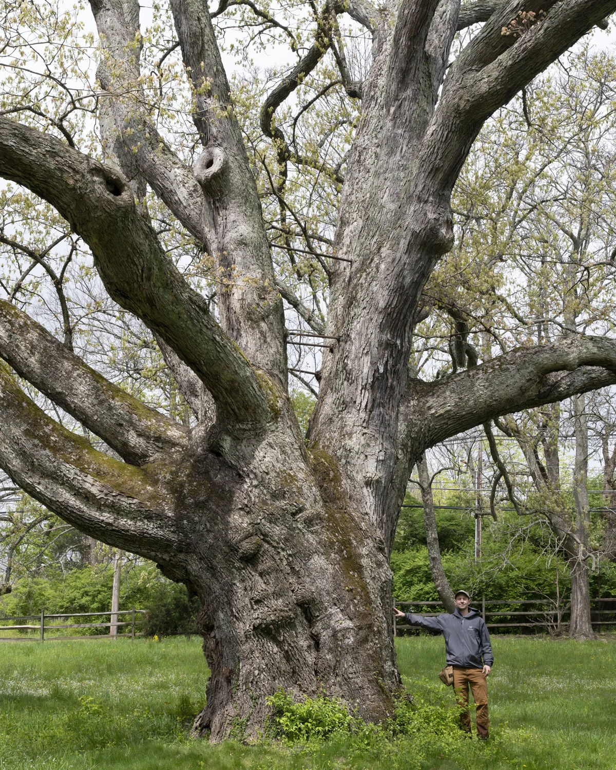 The Warren Kinney Oak