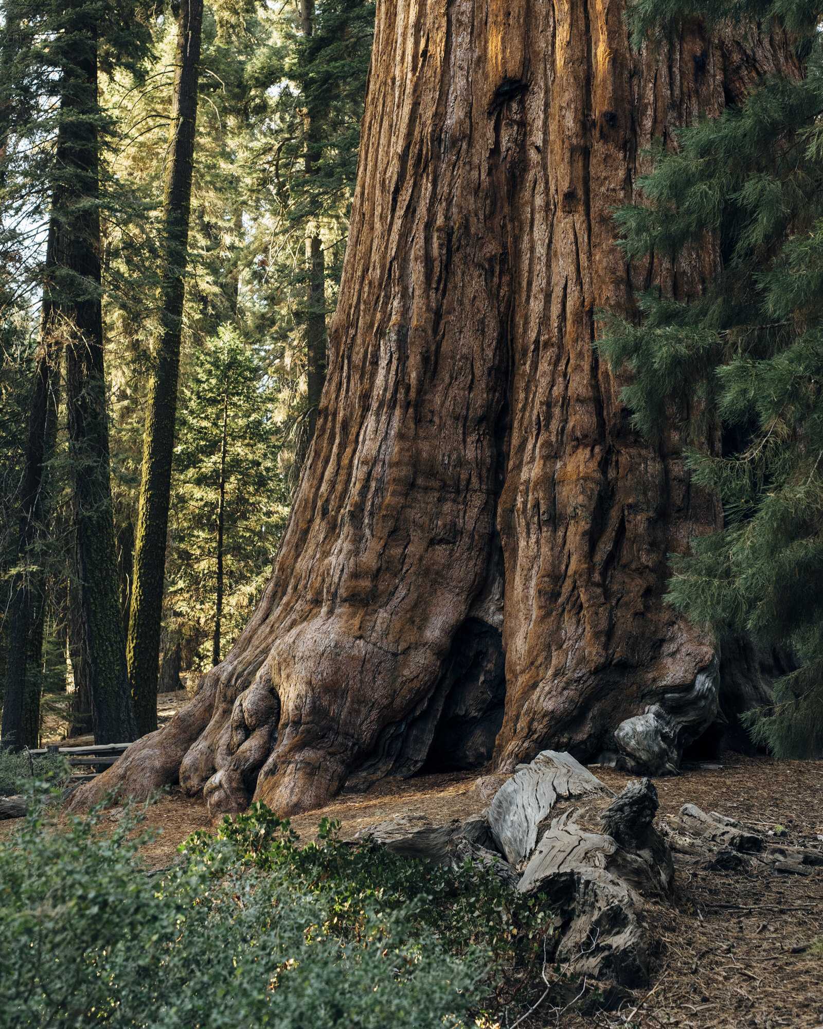 3351_Sequoiadendron_giganteum_national_champion_giant_seqouia_base_1.jpg