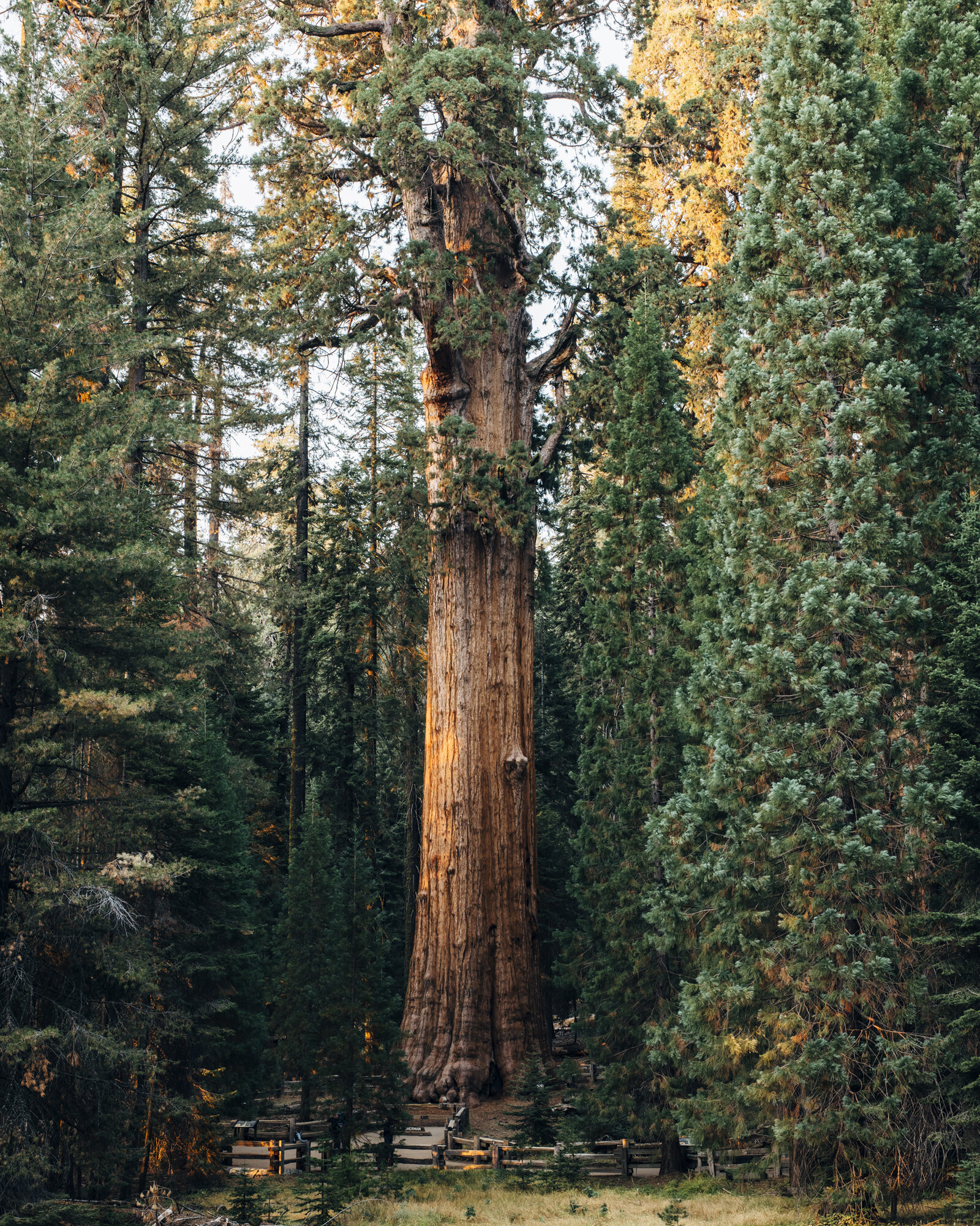 3351_Sequoiadendron_giganteum_national_champion_giant_seqouia_seqouia_national_park_california_10-29-2019_american_forests_brian_kelley_full.jpg