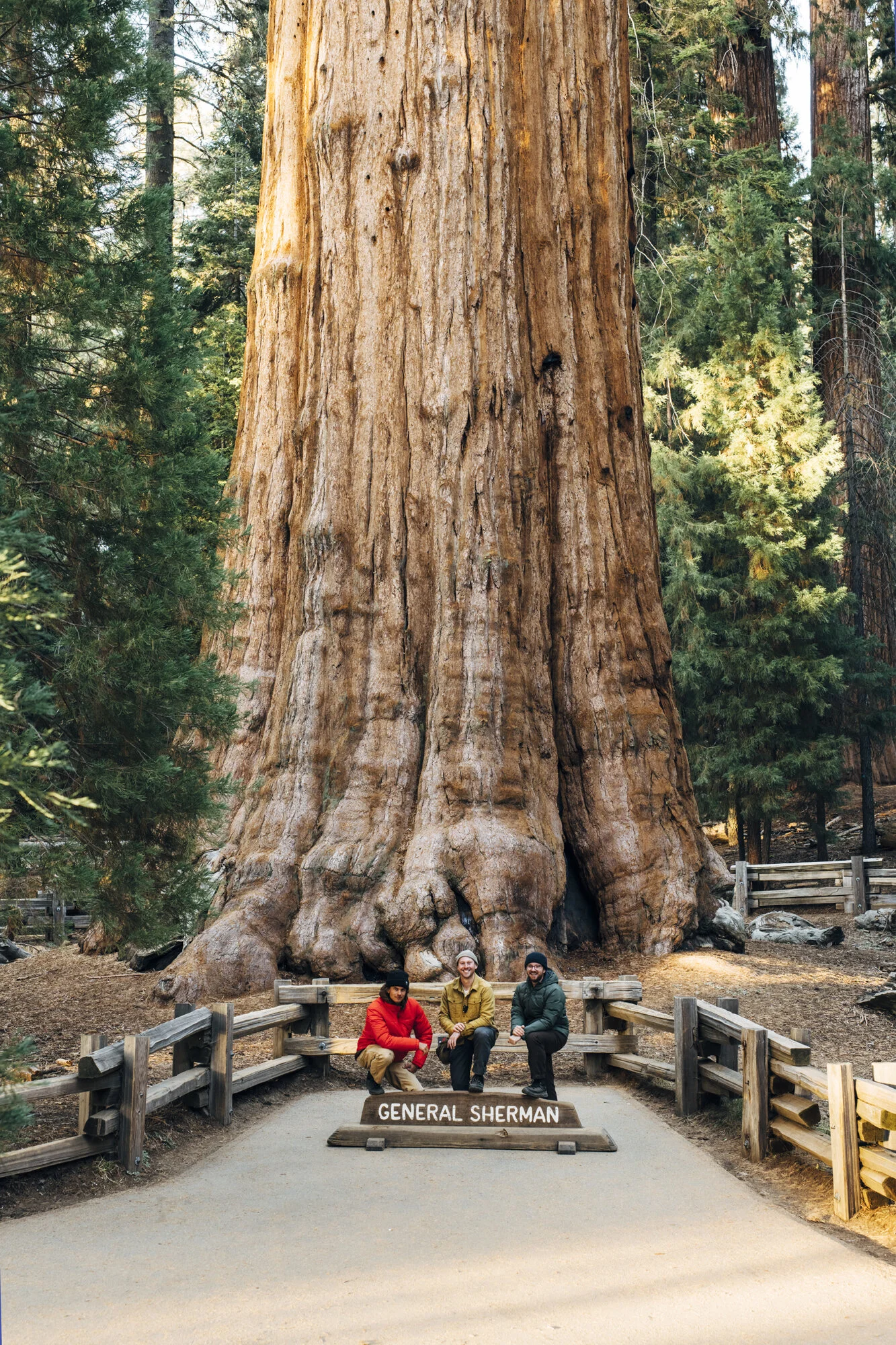 Sequoia Gigantea Sequoia Gigantea