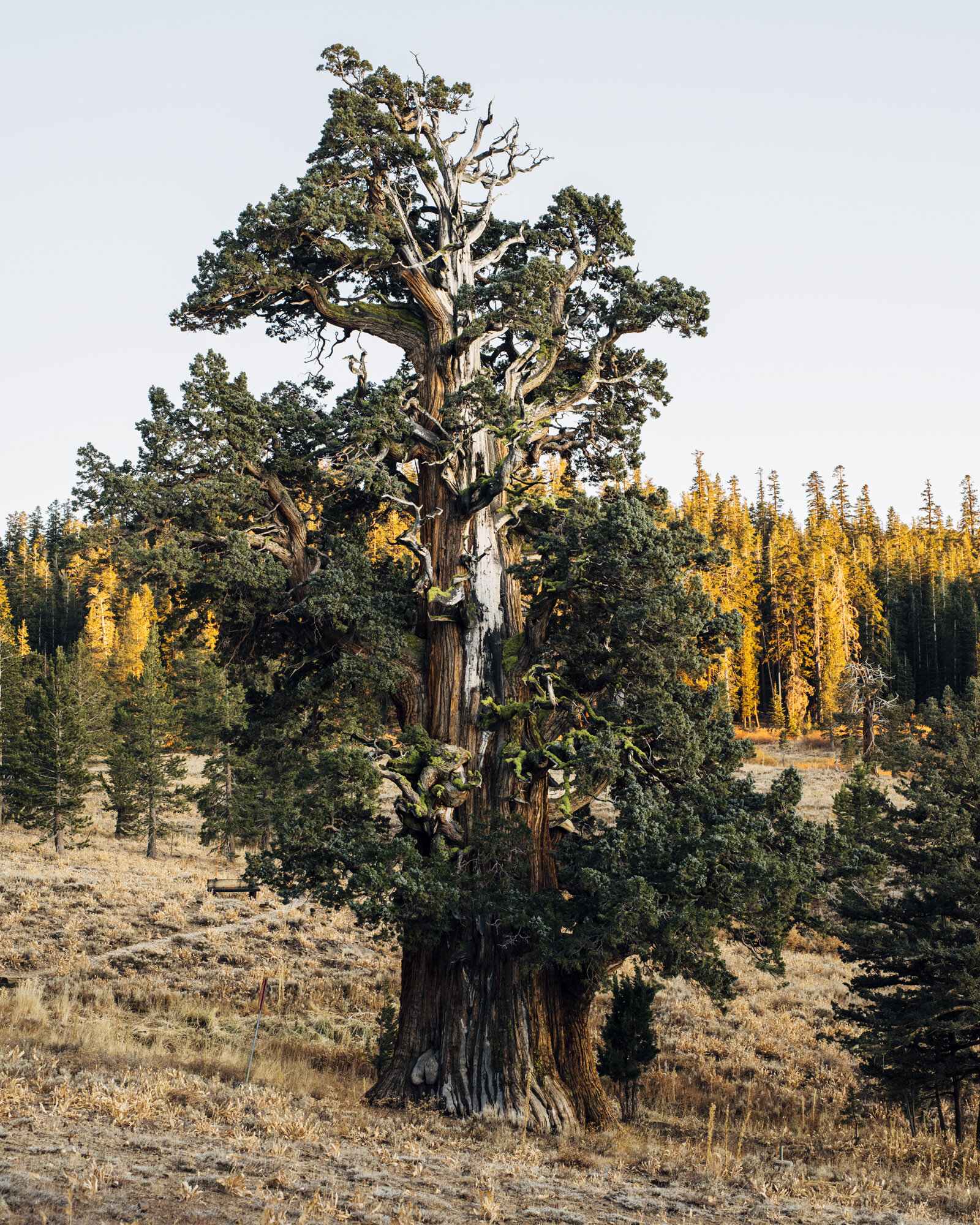 3036_Juniperus_grandis_national_champion_sierra_juniper_stanislaus_national_forest_california_10-27-2019_american_forests_brian_kelley_full.jpg