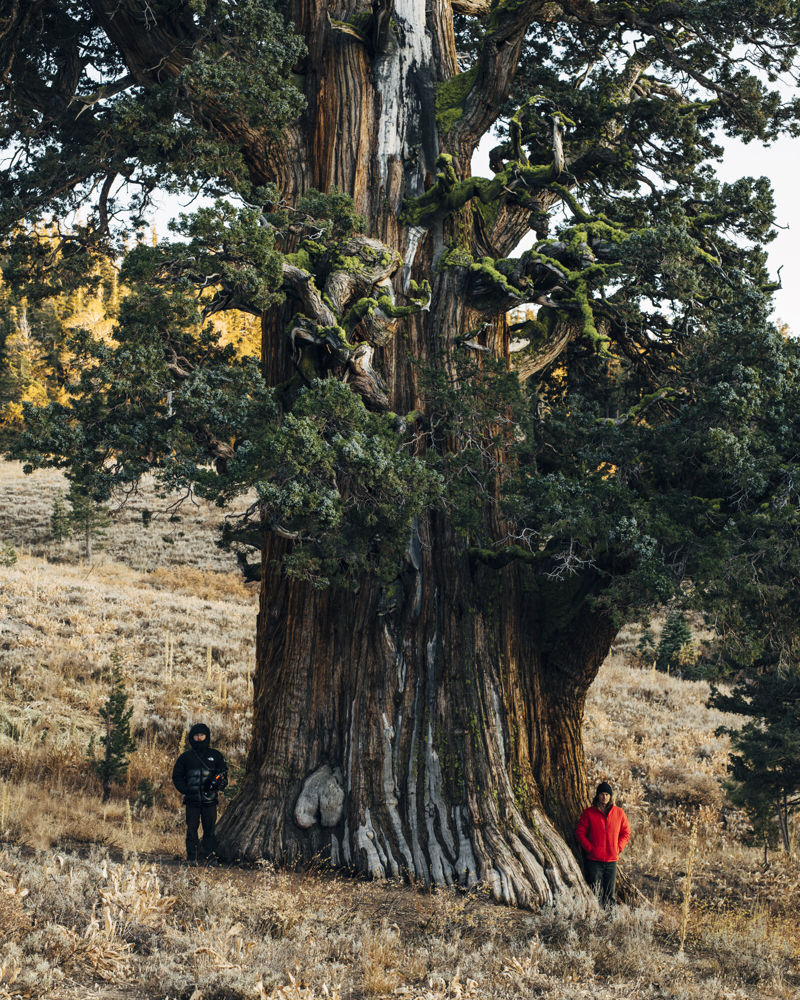 3036_Juniperus_grandis_national_champion_sierra_juniper_stanislaus_national_forest_california_10-27-2019_american_forests_brian_kelley_scale.jpg