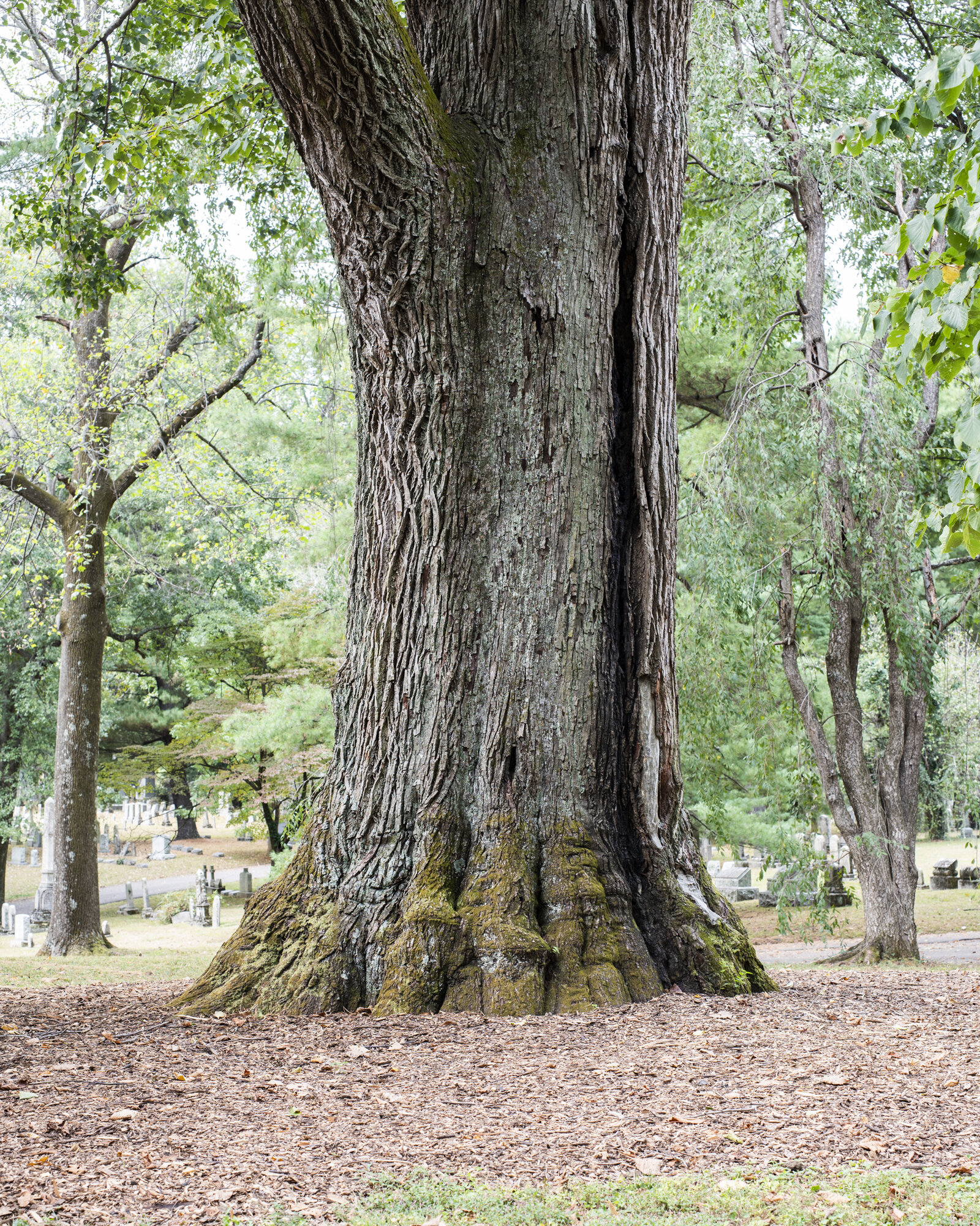 5136_Tilia_americana_american_basswood_lexington_cemetary_lexington_kentucky_10_11_2019_american_forests_brian_kelley_base_1.jpg