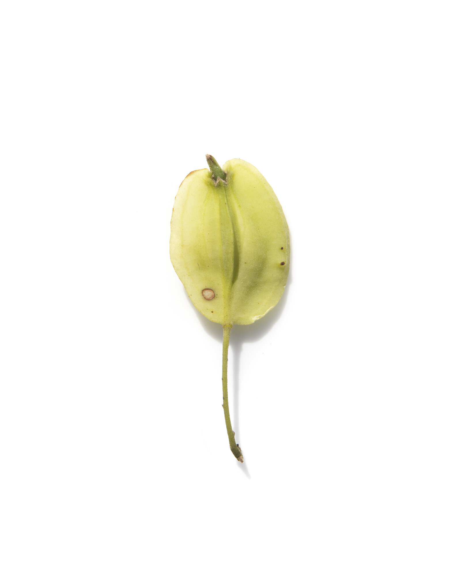 4855_halesia_diptera_national_champion_twowing_silverbell_08_31_2019_american_forests_brian_kelley_leaf_seeds.jpg
