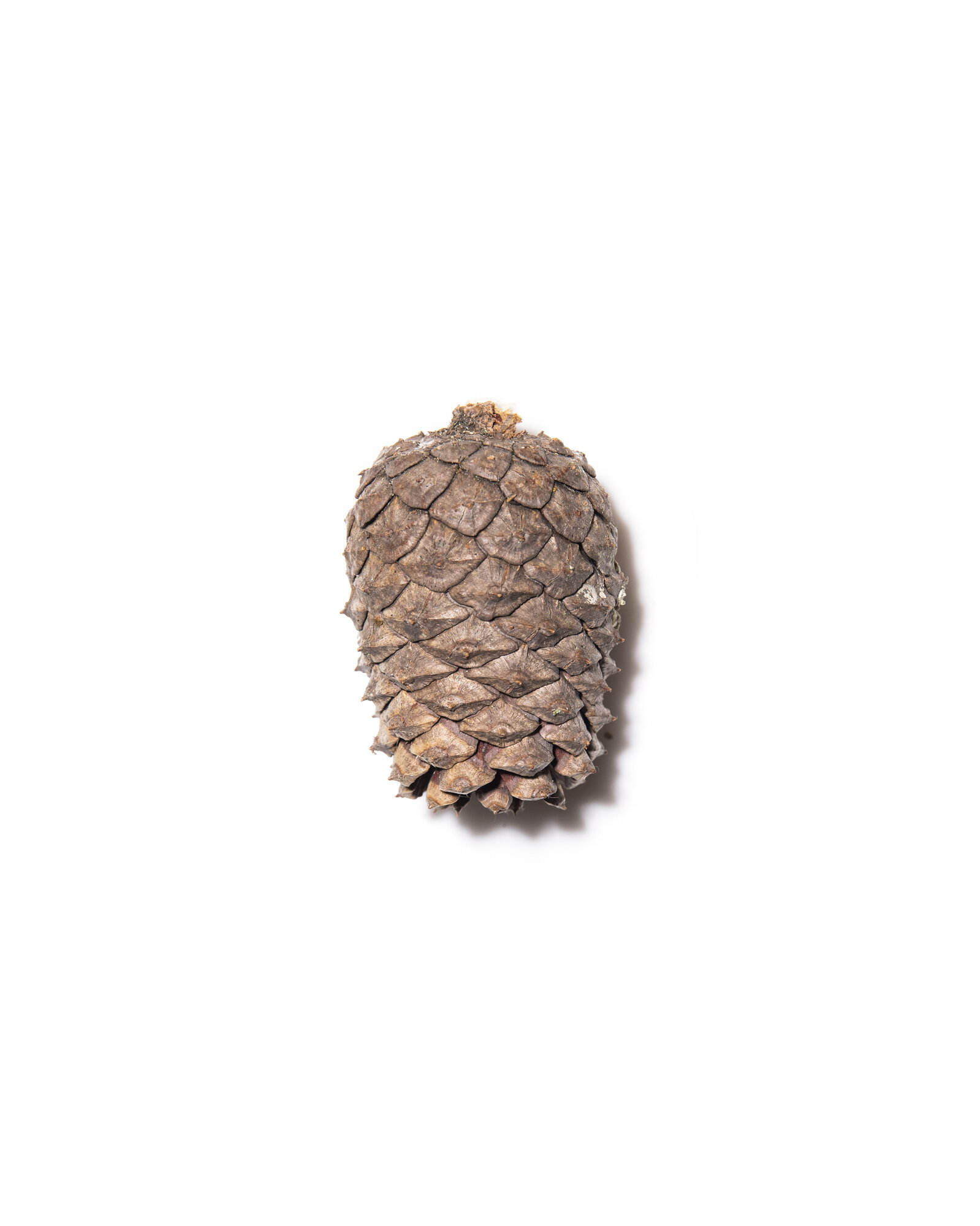 3258_Pinus_rigida_national_champion_pitch_pine_new_hampshire_8_22_2019_american_forests_brian_kelley_cone.jpg