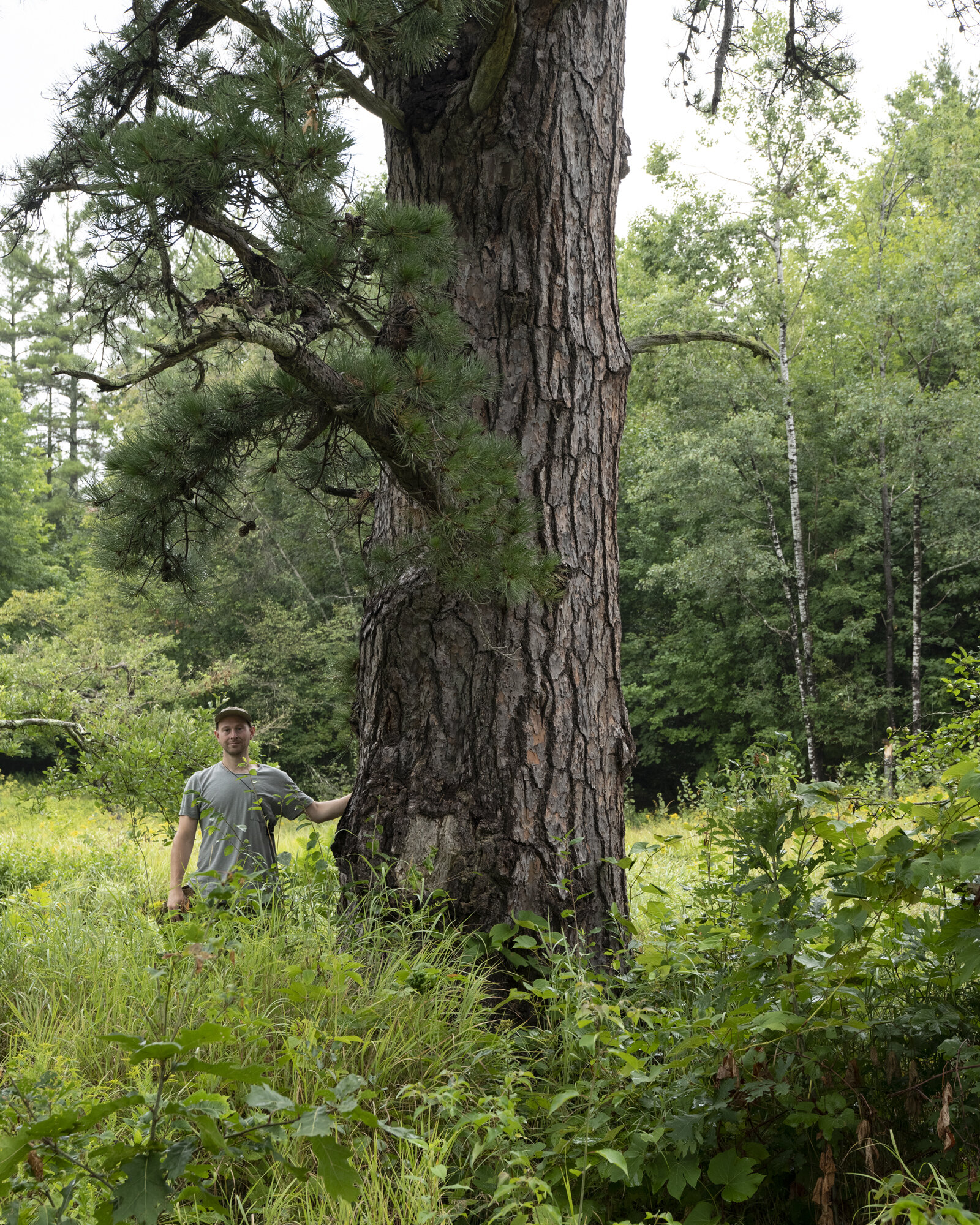3258_Pinus_rigida_national_champion_pitch_pine_new_hampshire_8_22_2019_american_forests_brian_kelley_scale.jpg