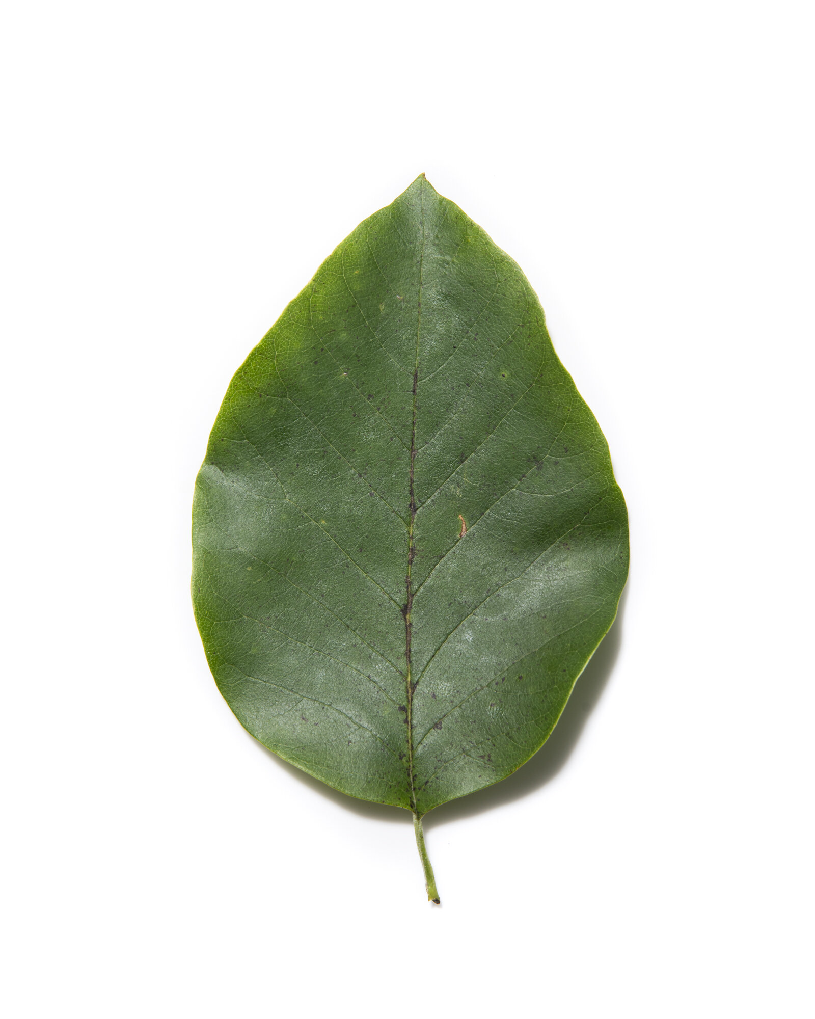 3067_Magnolia_acuminata_national_champion_cucumber_magnolia_stark_ohio_american_forests_brian_kelley_7-31-2019_leaf.jpg